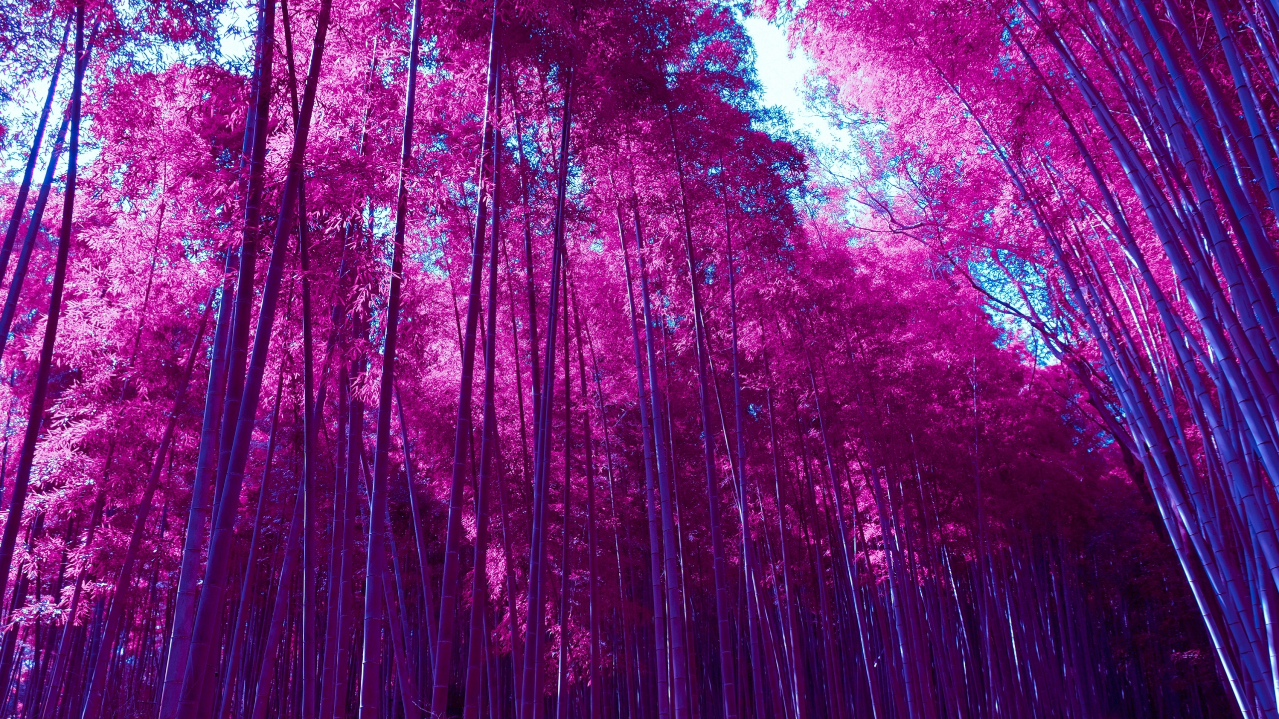 Download wallpaper 2560x1440 bamboo trees road fence dual wide 169  2560x1440 hd background 4322