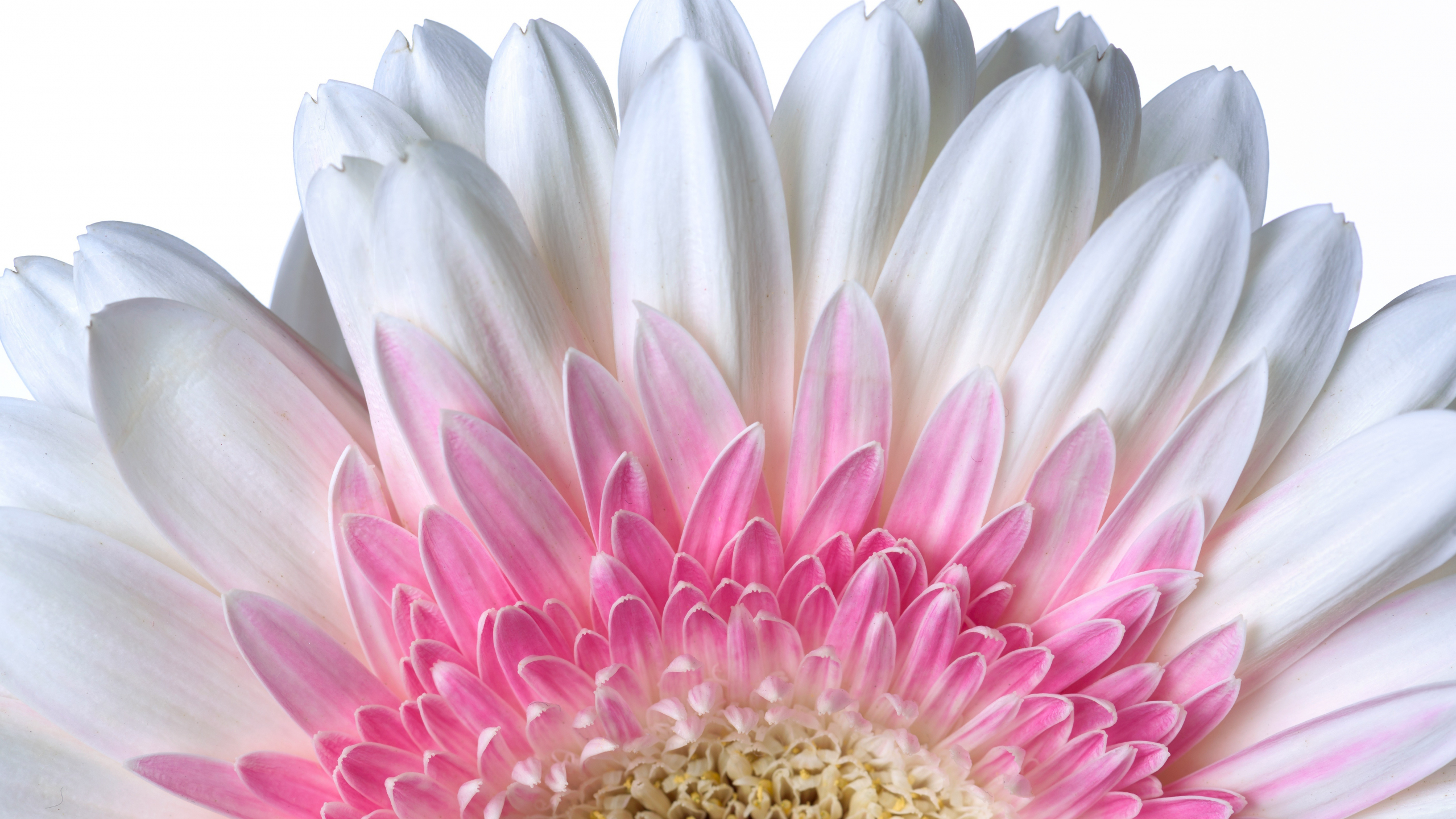 download-petals-close-up-flower-white-gerbera-2560x1440-wallpaper