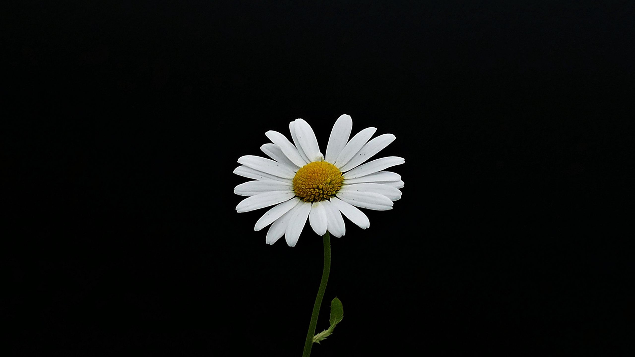 Download wallpaper 2560x1440 portrait, white flower, minimal, daisy, dual wide 16:9 2560x1440 hd