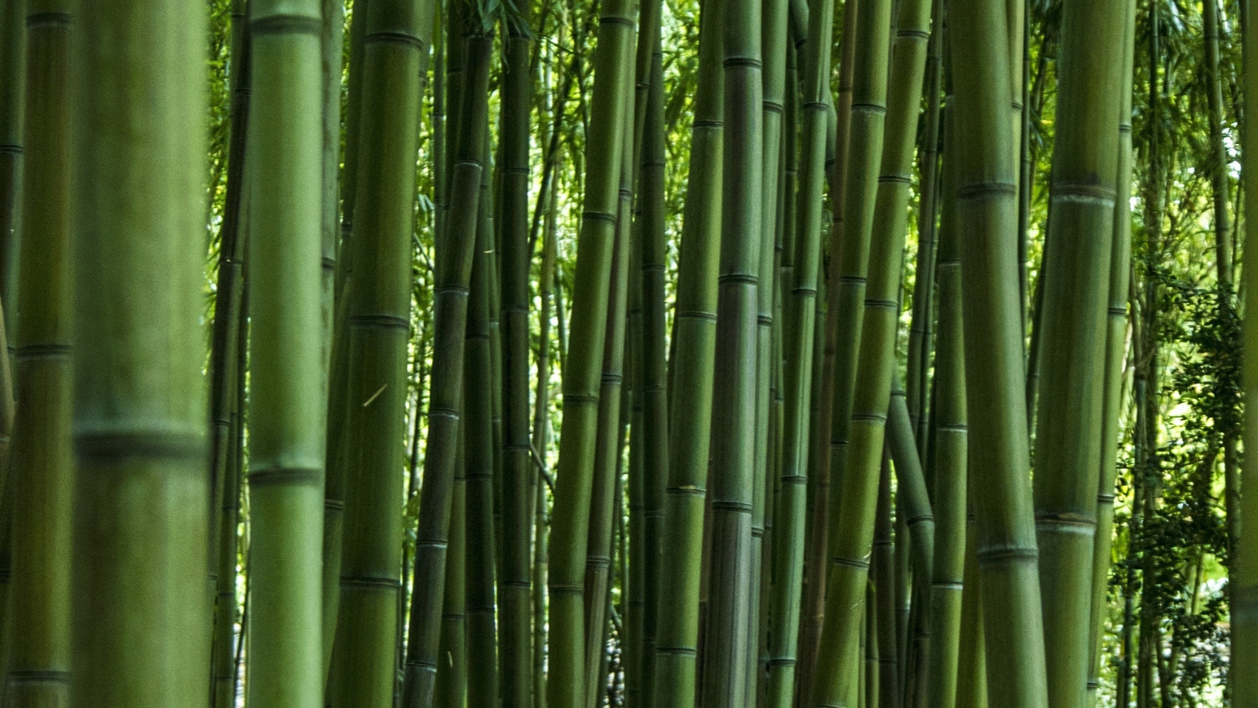 Bamboo Forest Stock Photo  Download Image Now  Bamboo Grove Bamboo   Material Bamboo Leaf  iStock