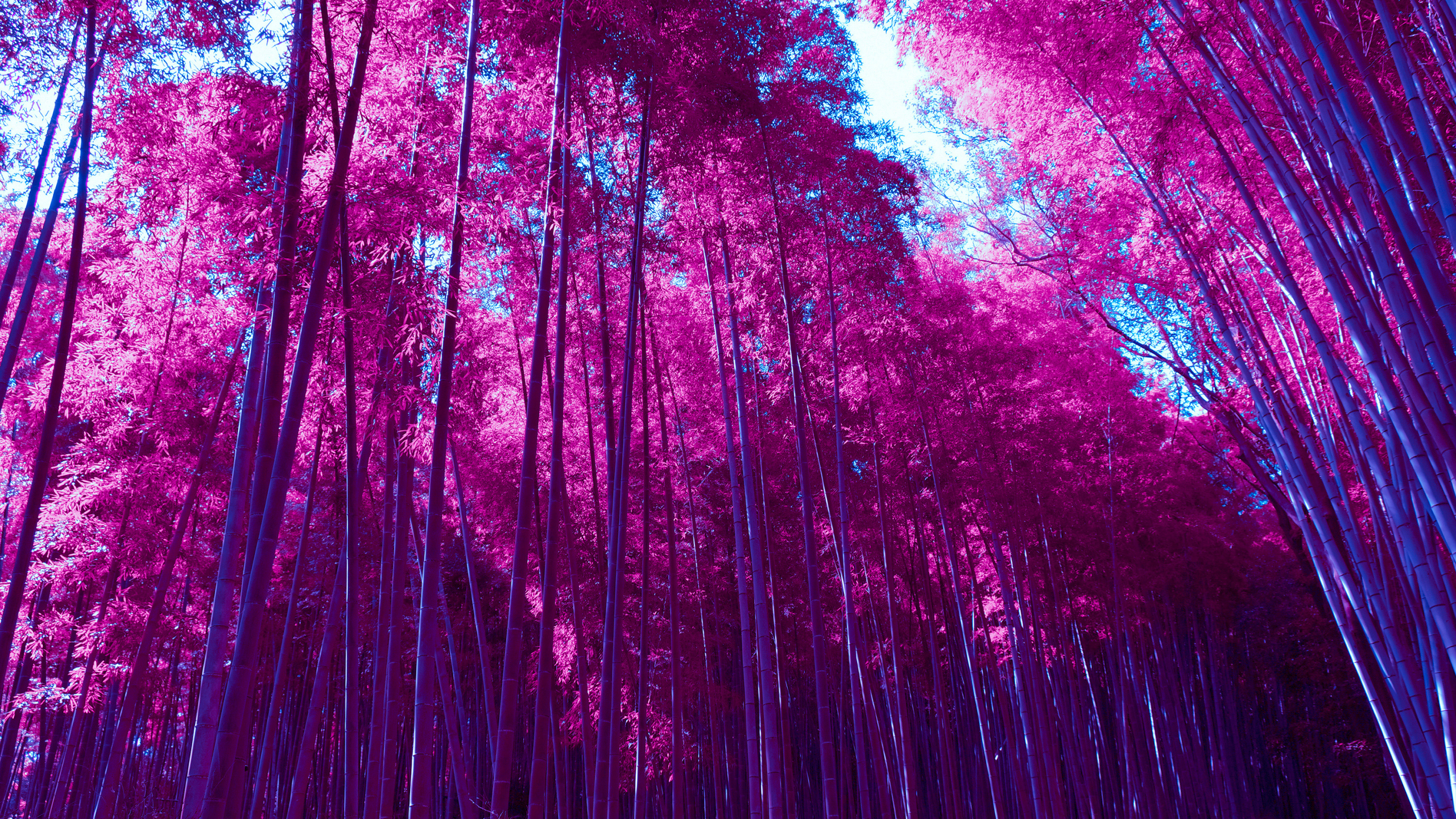 Free Fence Of Bamboo Photos and Vectors