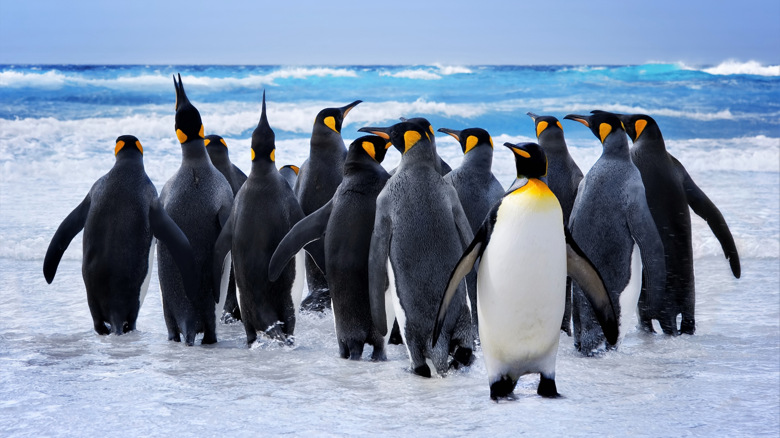 Download wallpaper 2560x1440 king penguin at beach, animals, dual wide 16:9  2560x1440 hd background, 1201