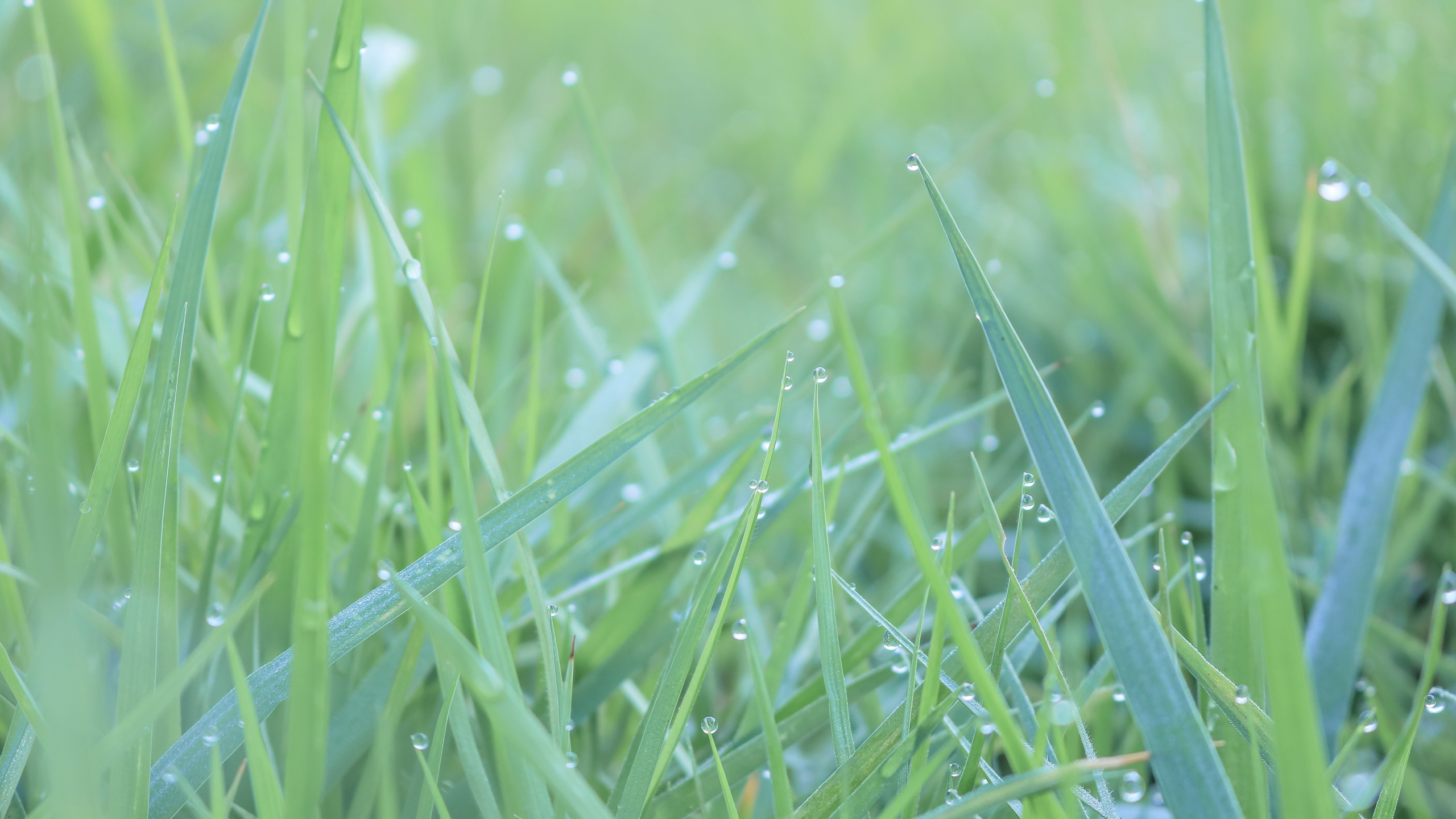 Download wallpaper 2560x1440 green grass, water drops, dual wide 16:9 ...