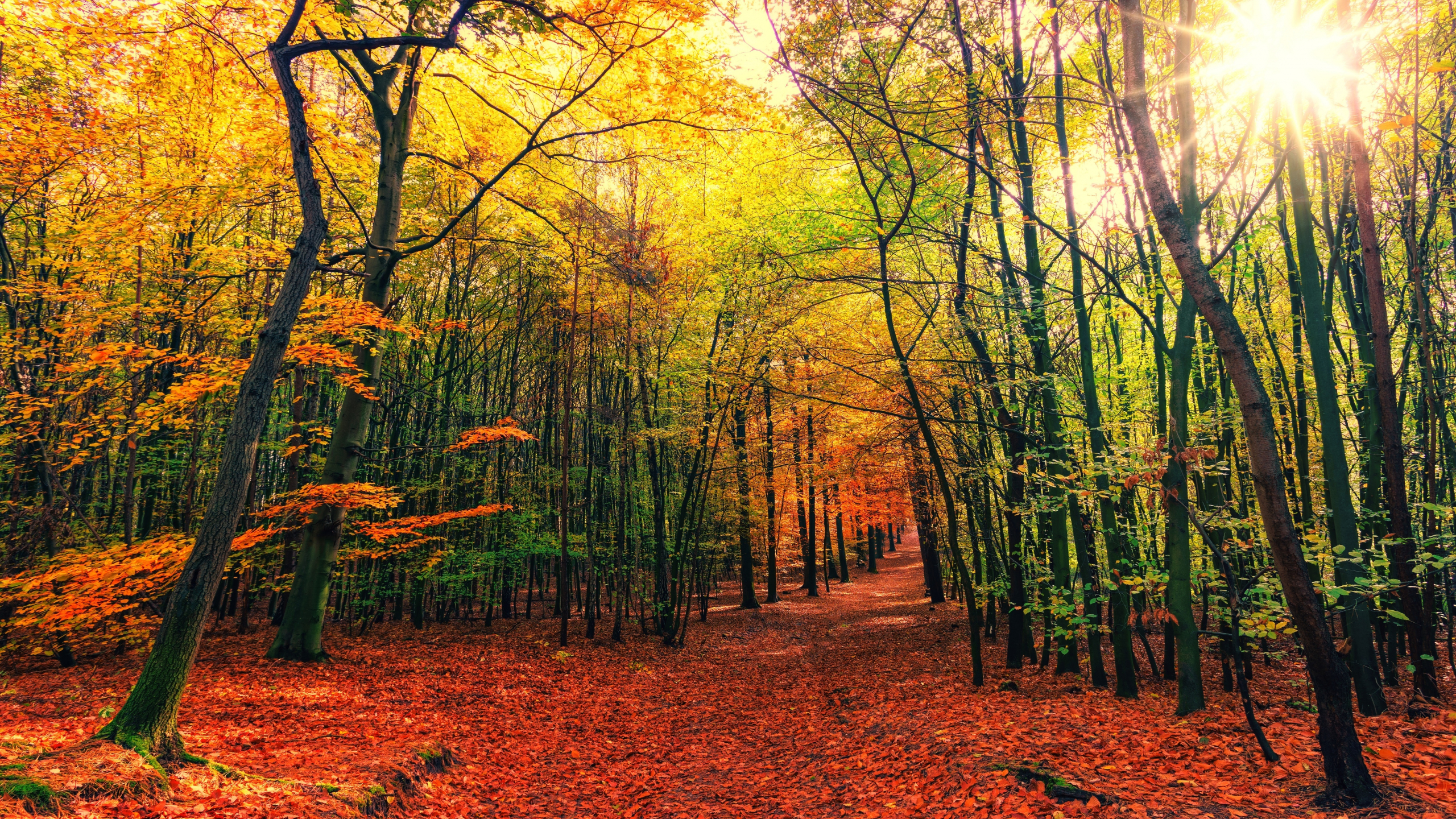 autumn trees scenery wallpaper