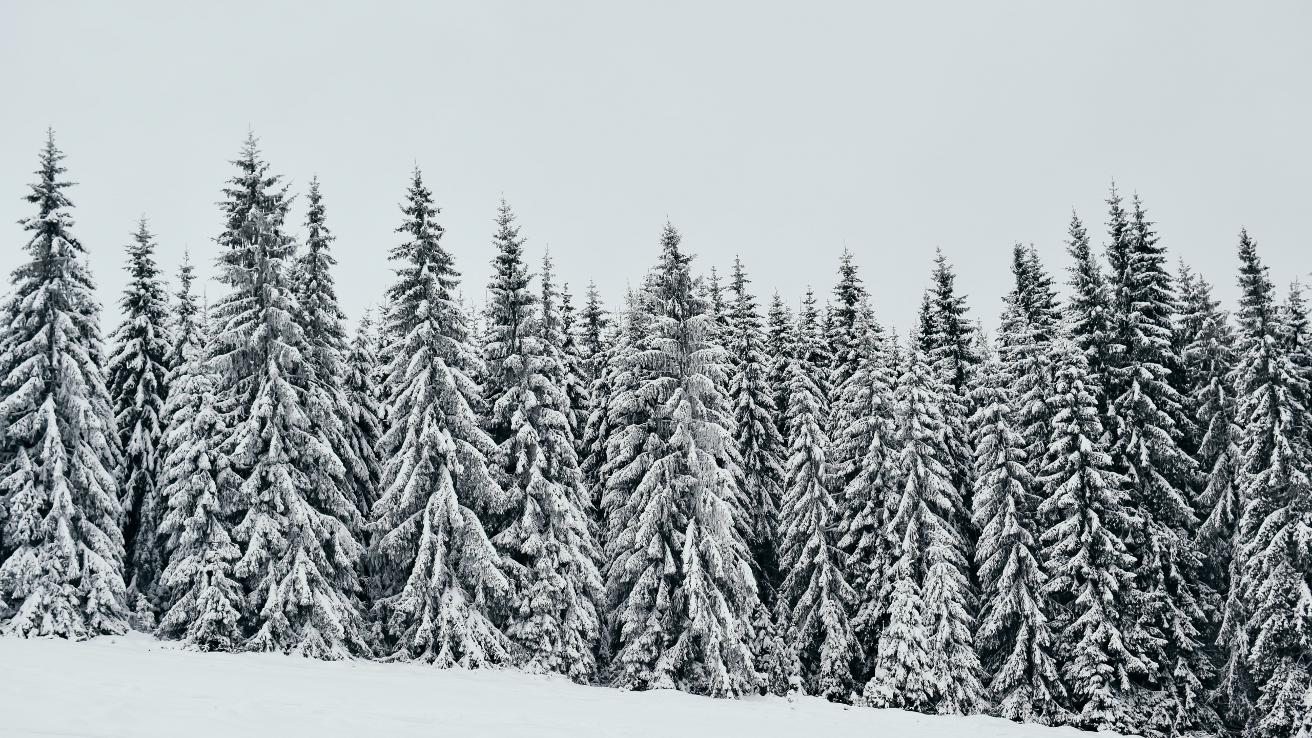 White, snow layer, pine trees, nature, 2560x1440 wallpaper