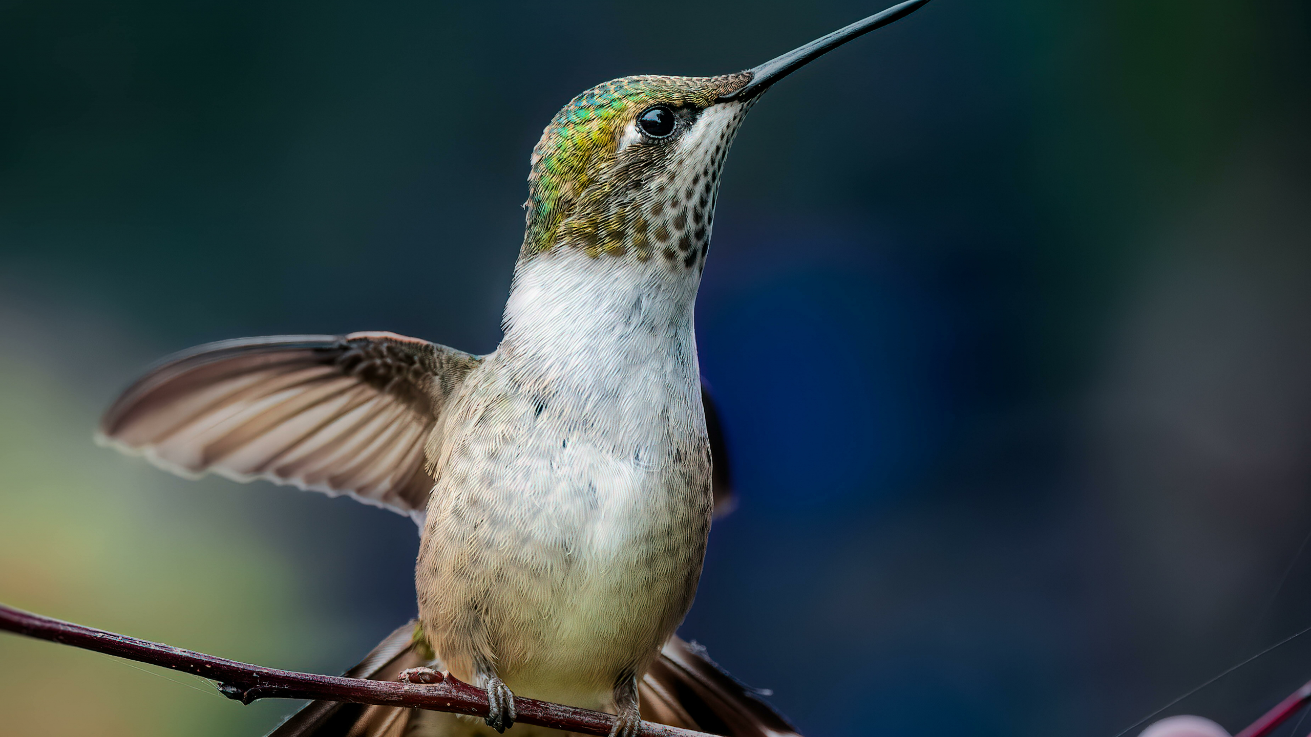 Download wallpaper 2560x1440 adorable bird, hummingbird, dual wide 16:9 ...