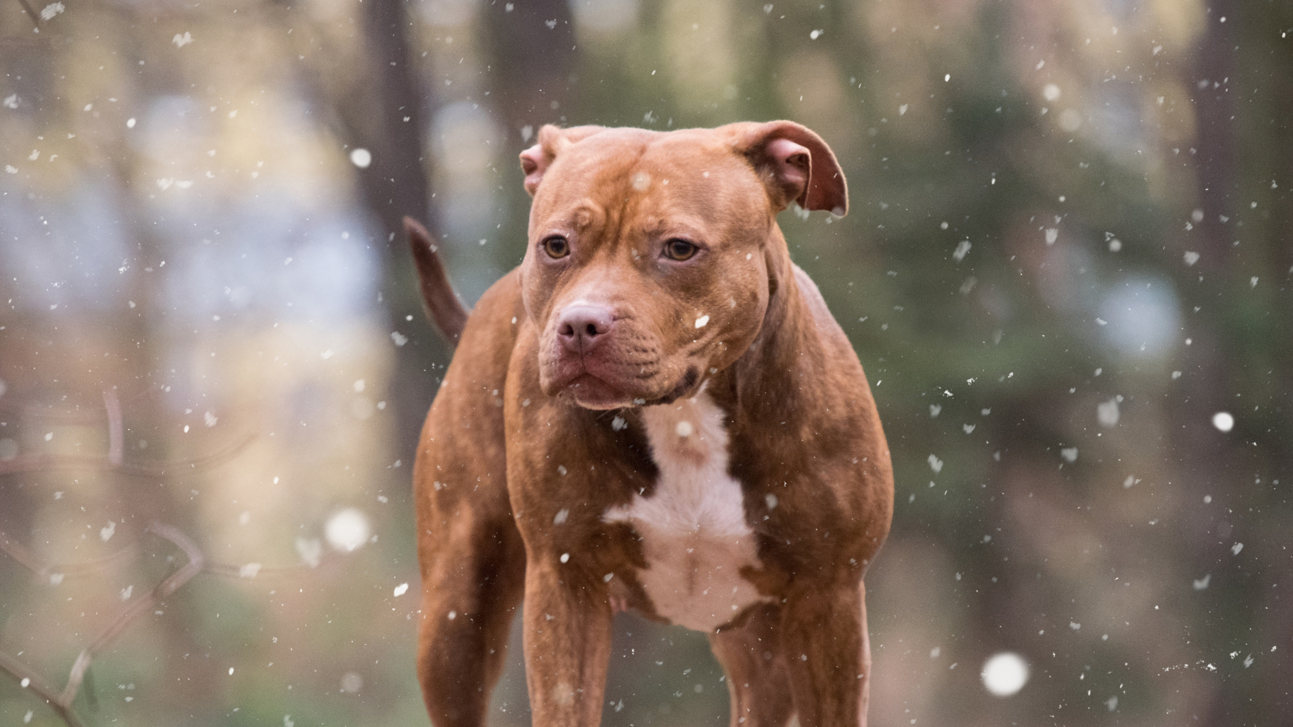 Download wallpaper 2560x1440 pit bull, dog, winter, dual wide 16:9  2560x1440 hd background, 3742