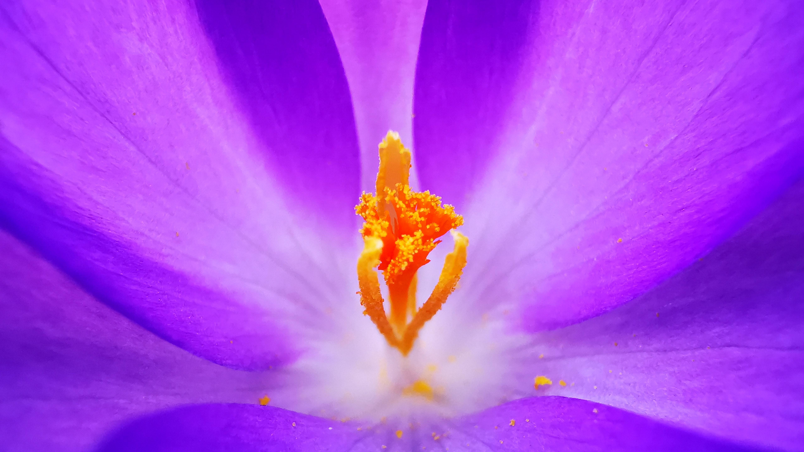 Download wallpaper 2560x1440 crocus, pollen, close up, dual wide 16:9 ...