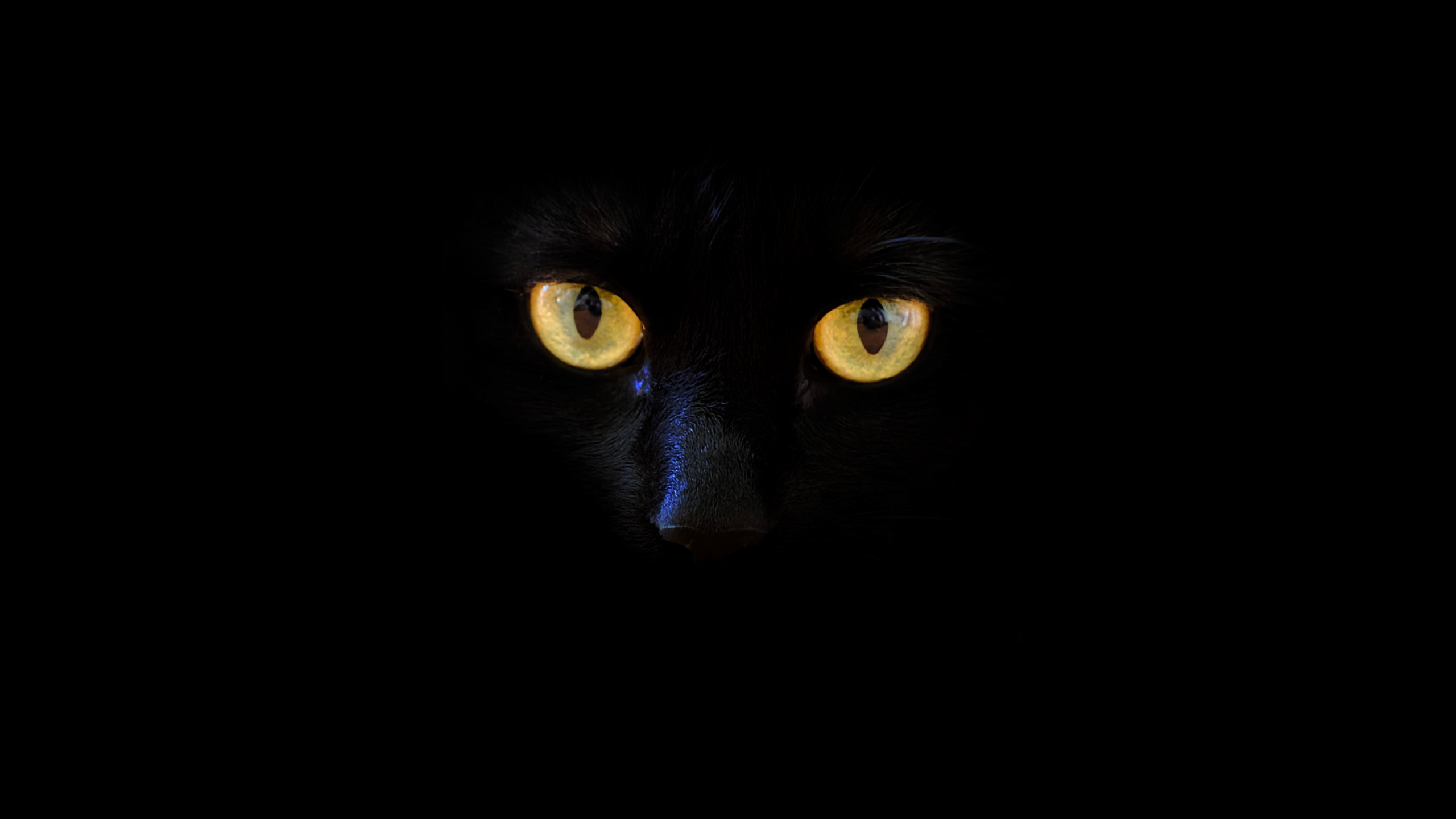 Download wallpaper 2560x1440 black cat, yellow eyes, portrait, dual wide  16:9 2560x1440 hd background, 18010