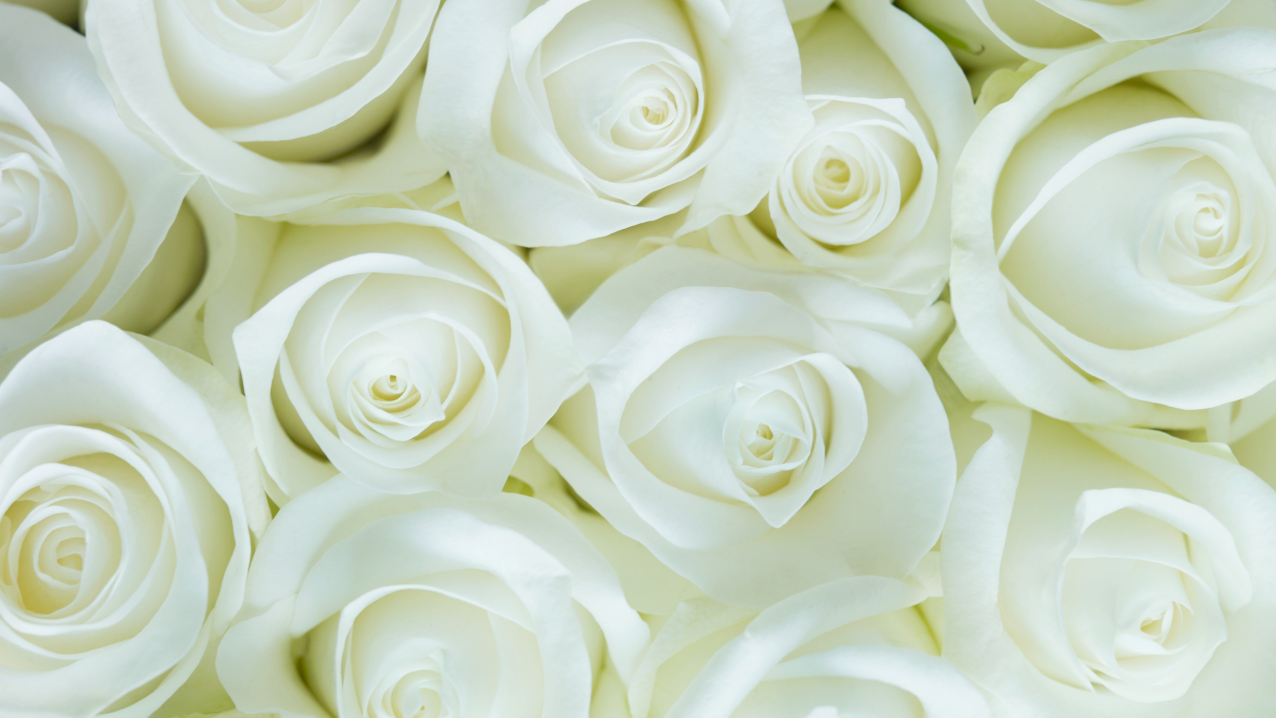 Download wallpaper 2560x1440 white roses, decorations, flowers, dual ...