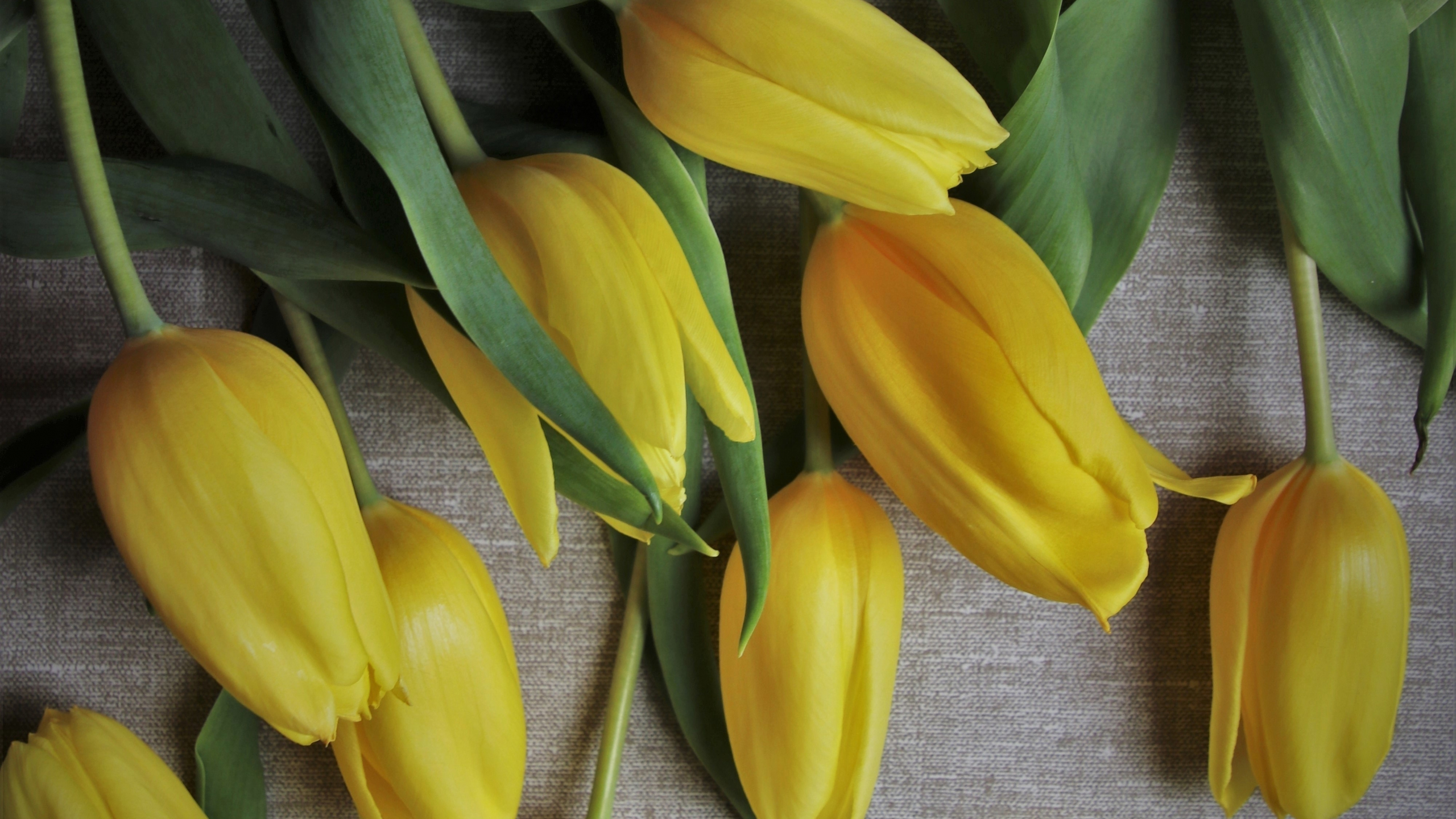 Download wallpaper 2560x1440 yellow tulips, flowers, fresh, dual wide ...