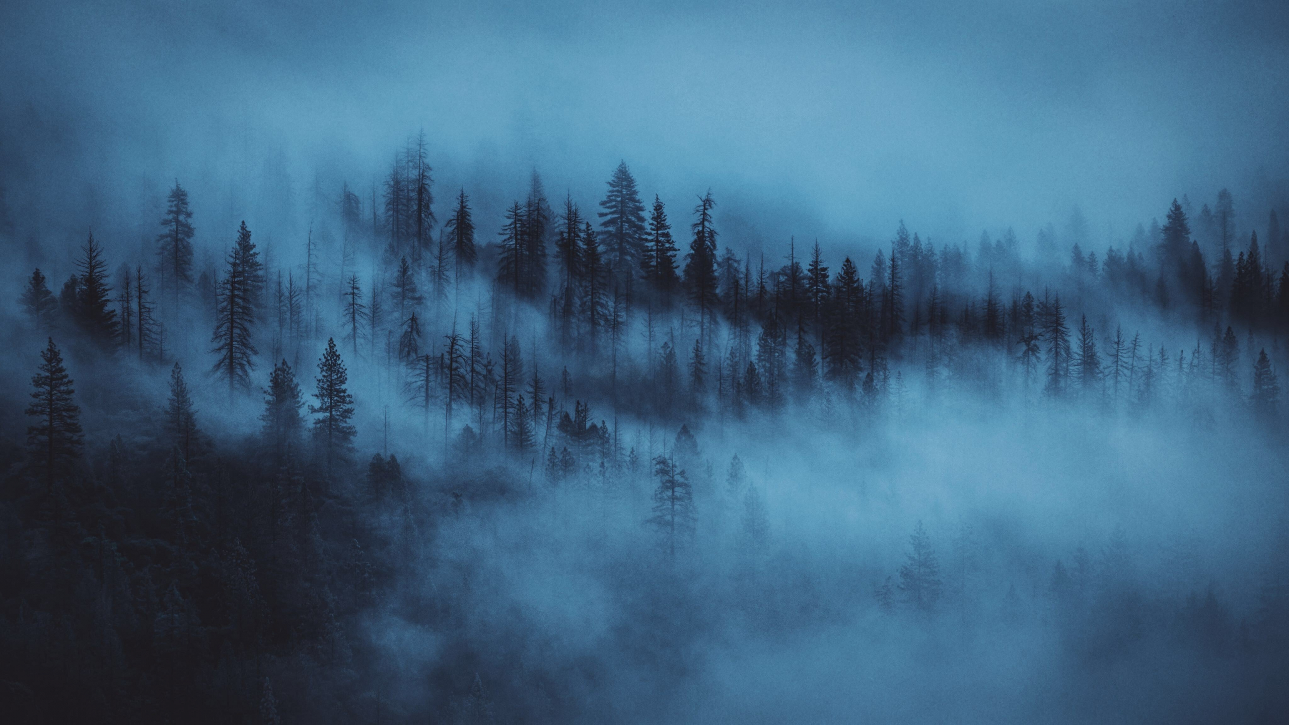 Download 2560x1440 Wallpaper Dark Mist Trees Forest Dual Wide