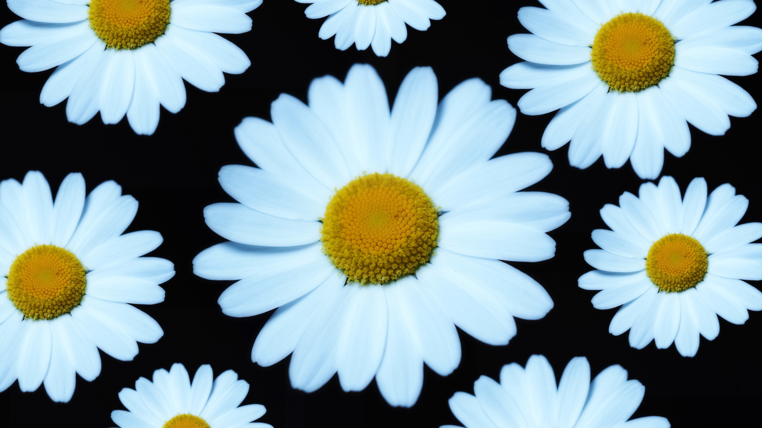 Download wallpaper 2560x1440 marguerite, white flower, bloom, dual wide ...