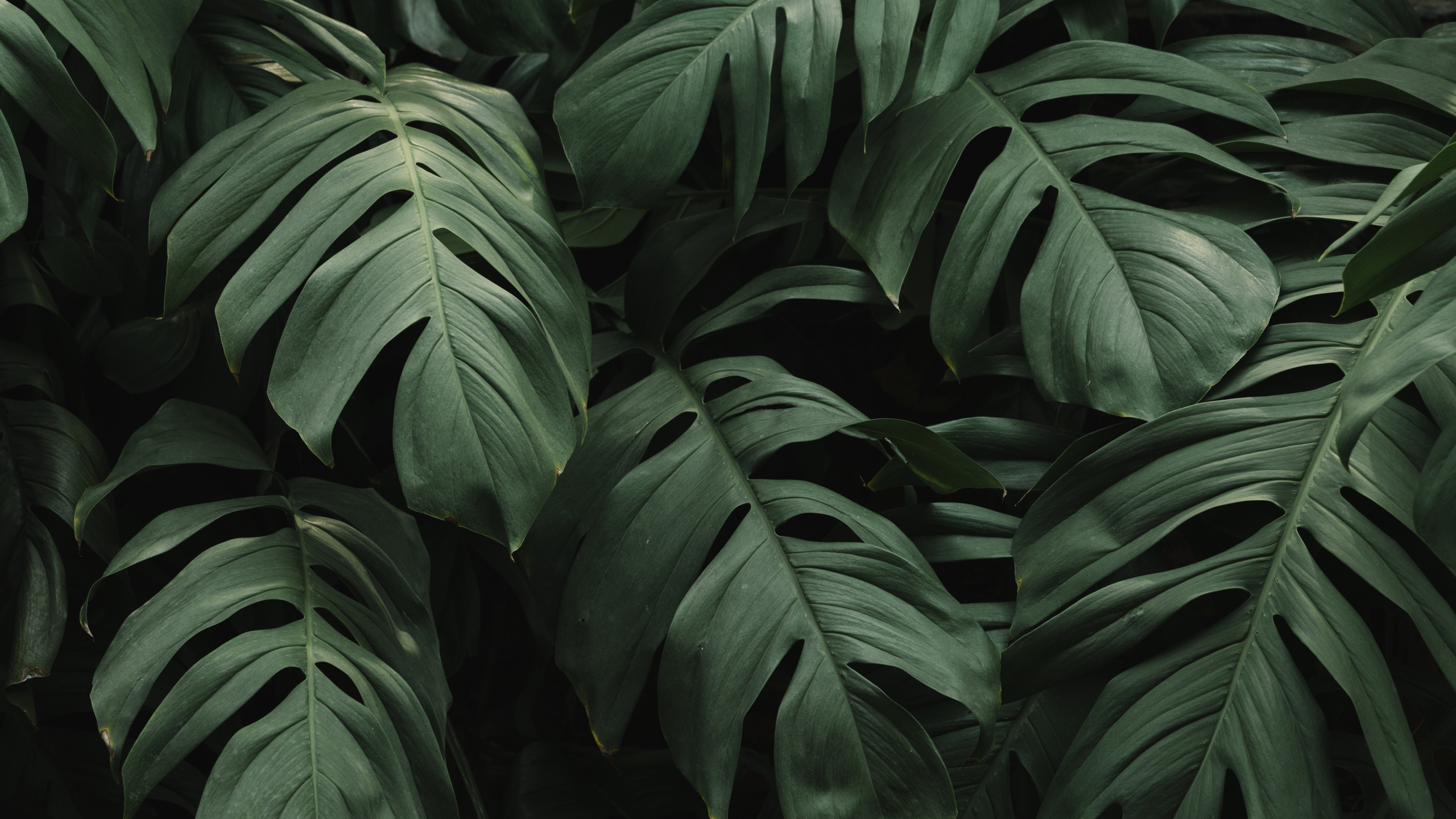 Download wallpaper 2560x1440 leaf, big and green, flora, dual wide 16:9