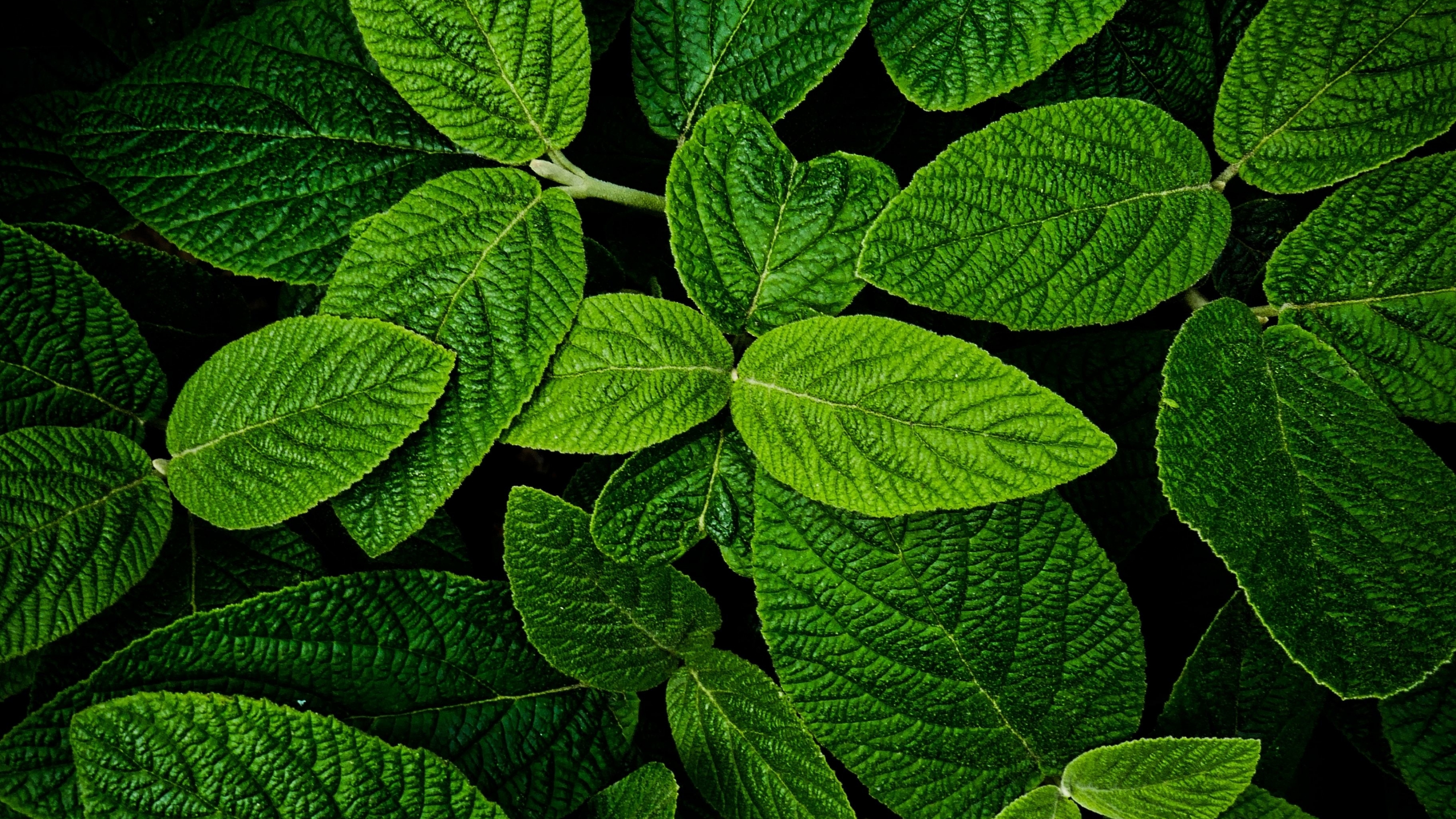 Download Leaves Macro Bright And Green 2560x1440 Wallpaper Dual Wide 16 9 2560x1440 Hd Image Background