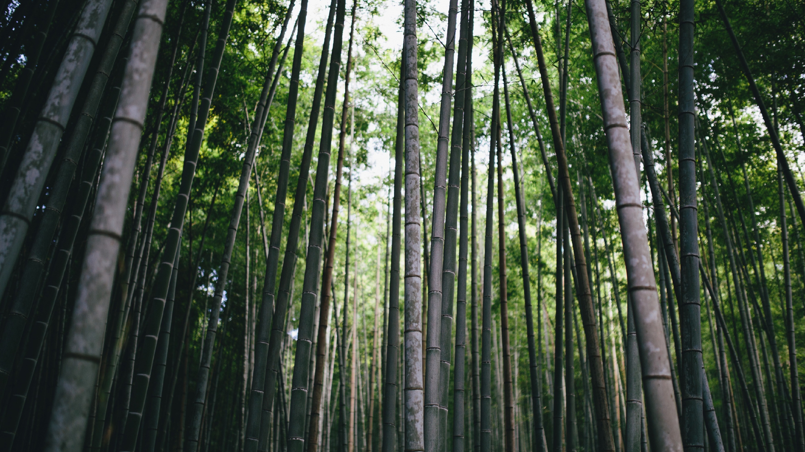 Bamboo  보드나라 다운로드