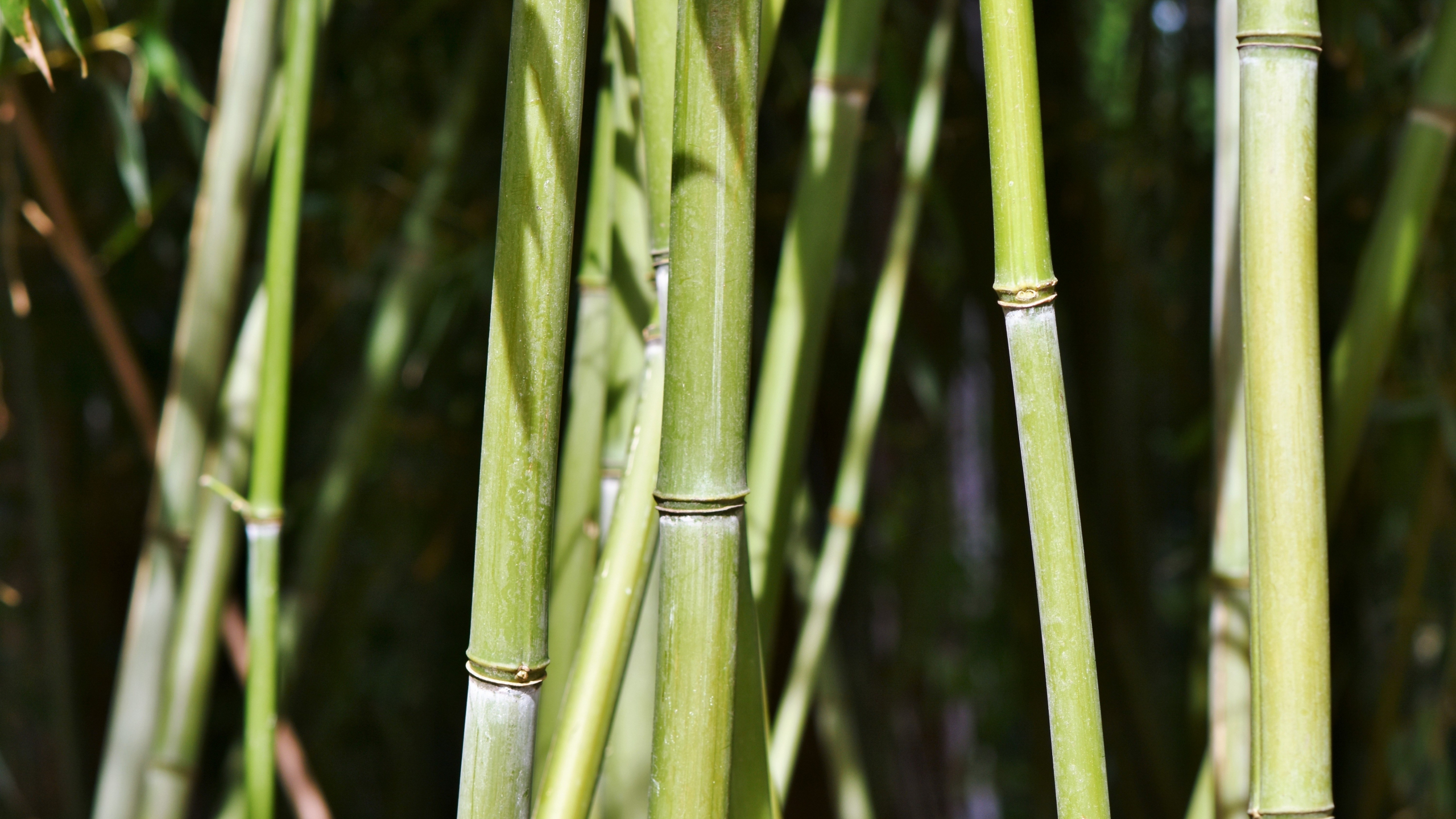 Premium AI Image  A bamboo forest with a green forest in the background