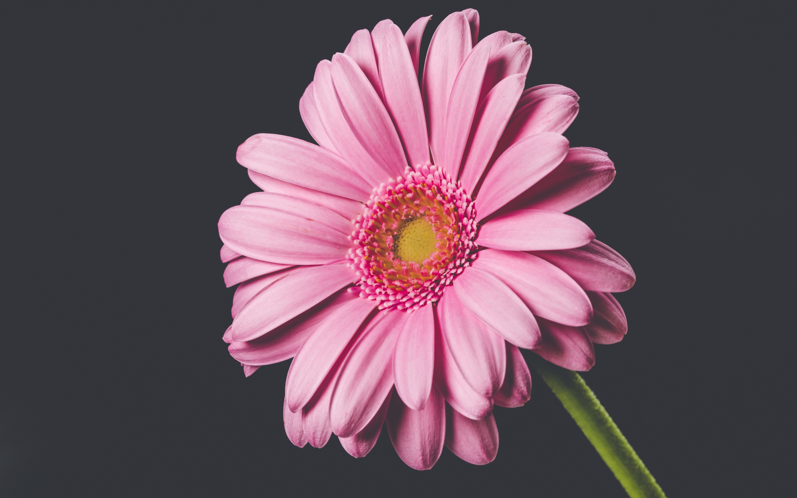 Download Wallpaper 2560x1600 Pink Gerbera Flower Bloom Close Up
