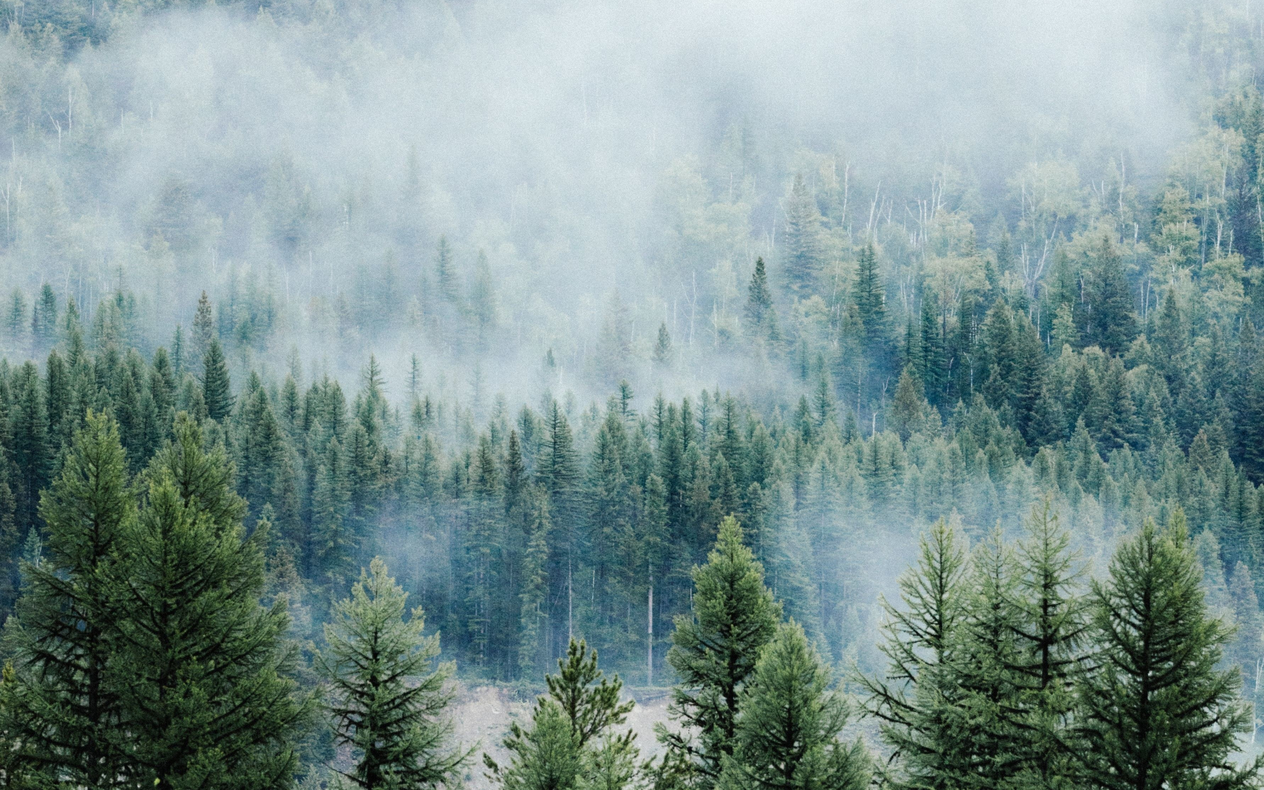 Download wallpaper 2560x1600 forest, fog, tree, nature, montana, dual wide  16:10 2560x1600 hd background, 10400