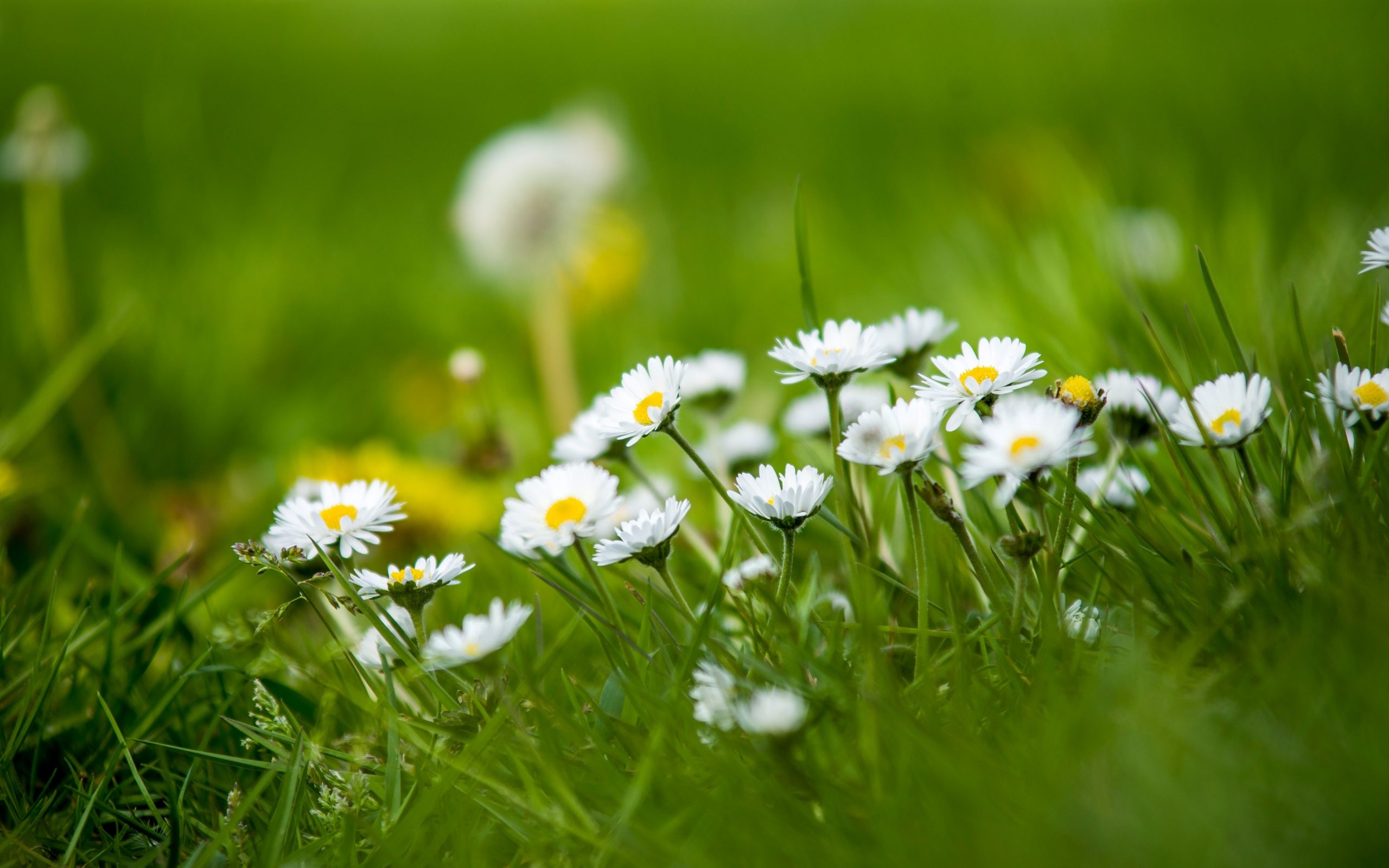 Meadow, small white daisy, green grass, 2560x1600 wallpaper