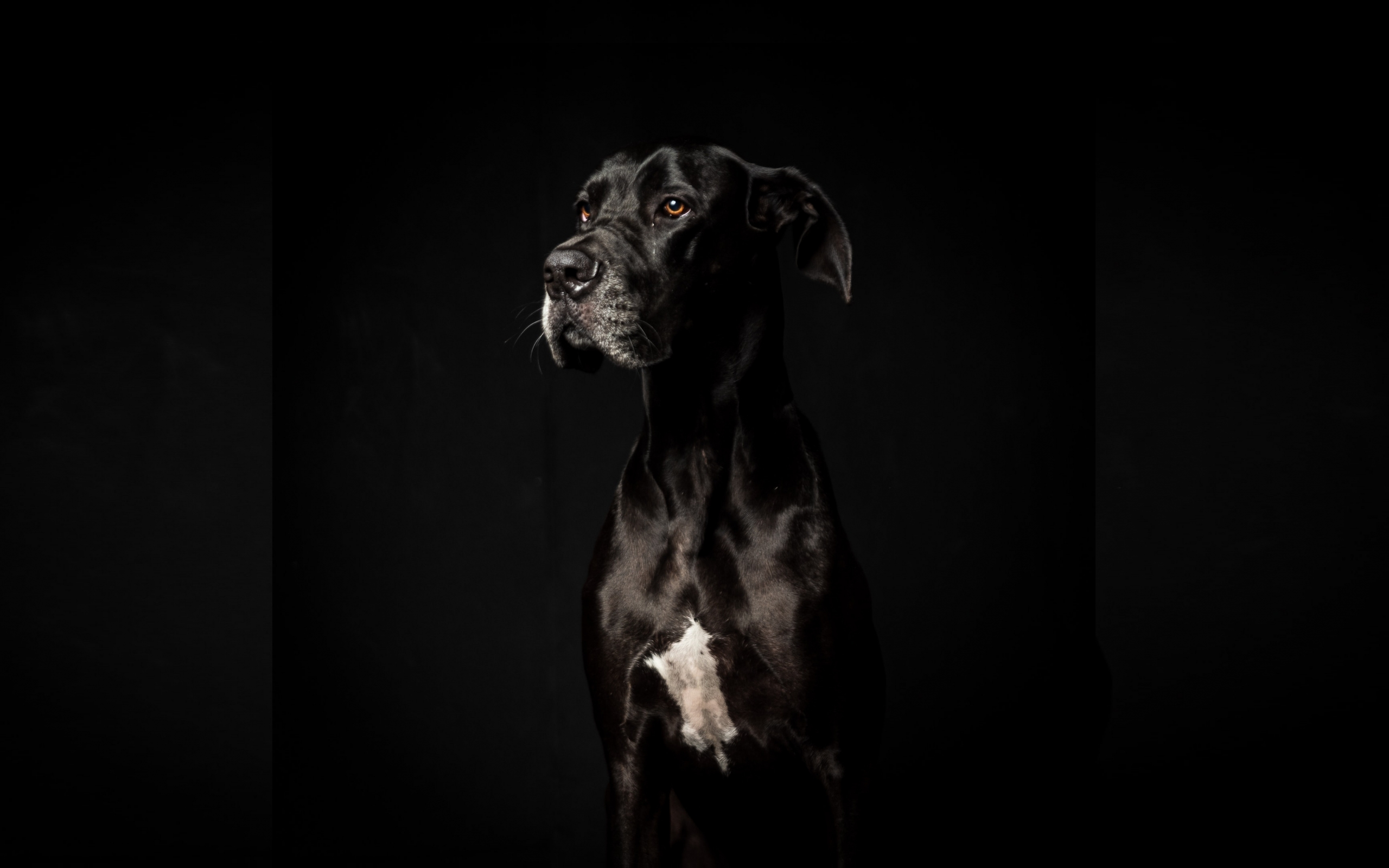 Download Wallpaper 2560x1600 Dog, Black, Portrait, Dual Wide 16:10 