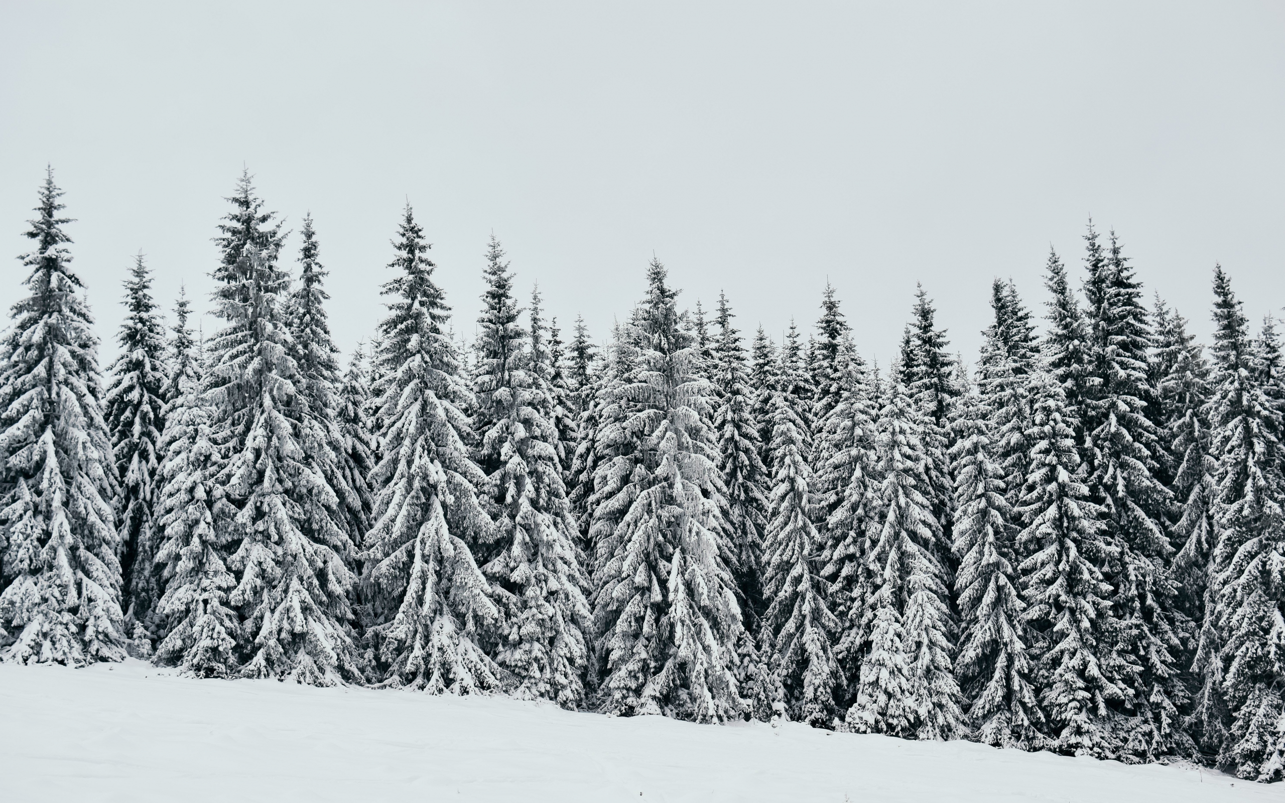White, snow layer, pine trees, nature, 2560x1600 wallpaper