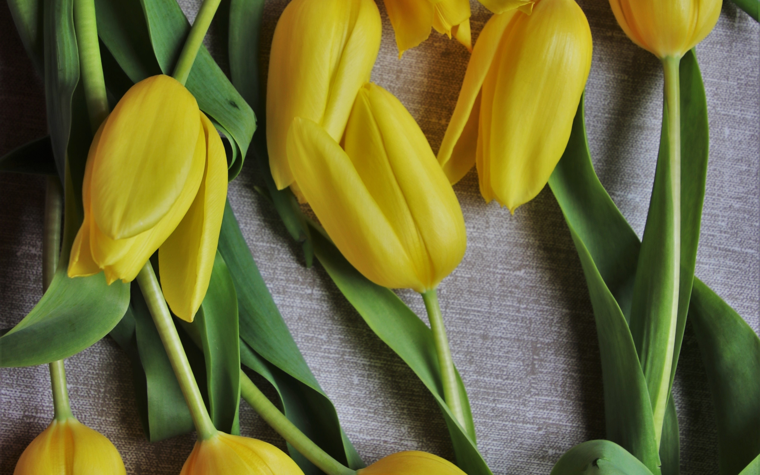 Download wallpaper 2560x1600 tulips, fresh, yellow flowers, dual wide ...