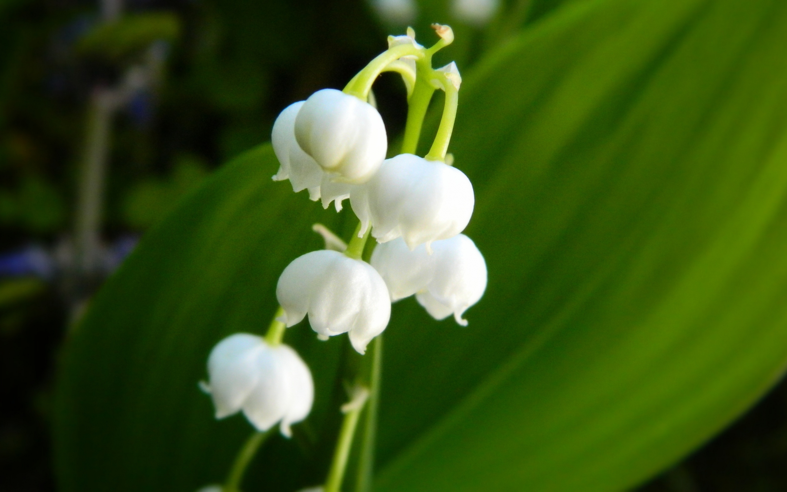 Download wallpaper 2560x1600 lily of the valley, bellflower, white ...