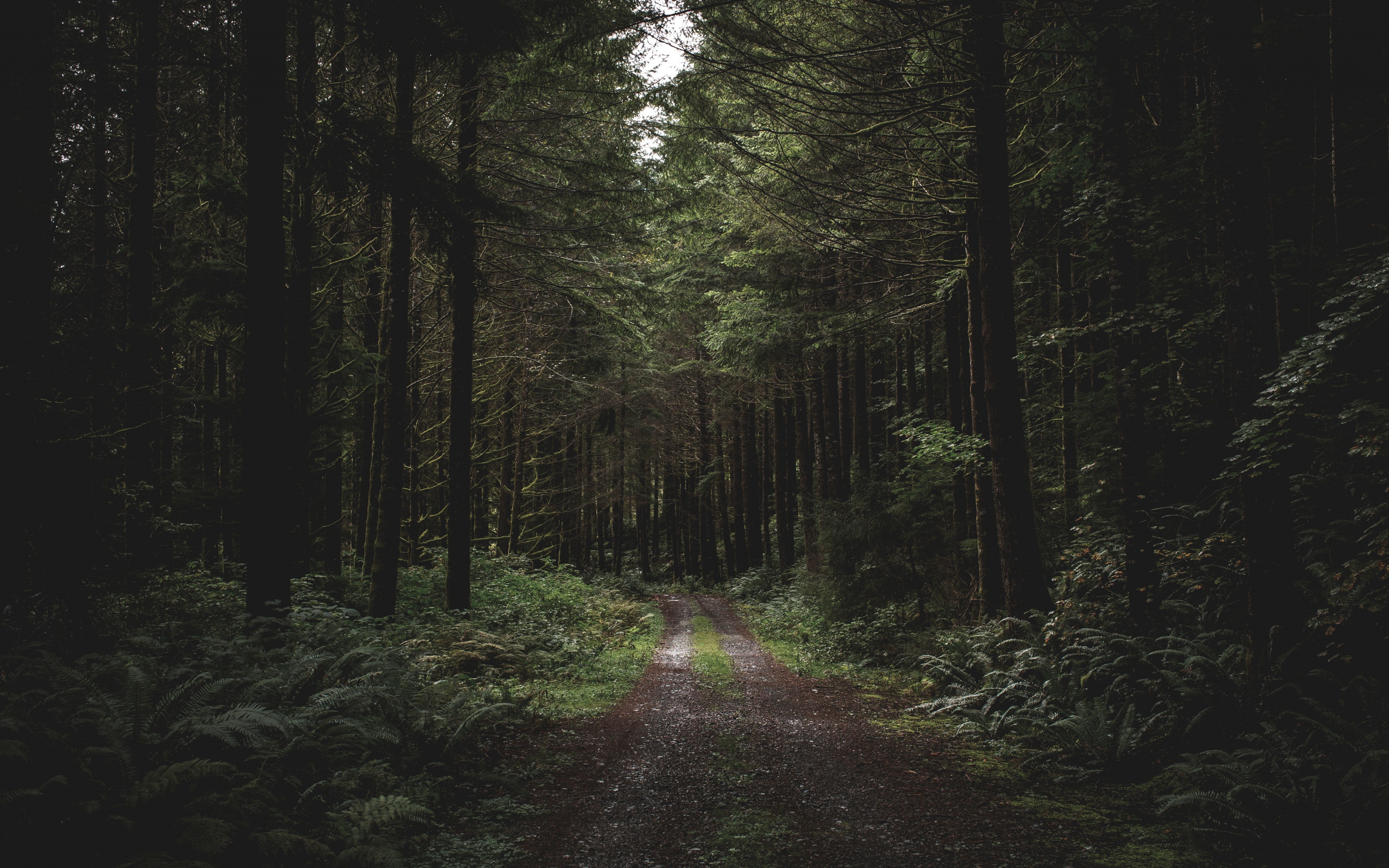 Dirt road, path, trees, forest, greenery, 2560x1600 wallpaper