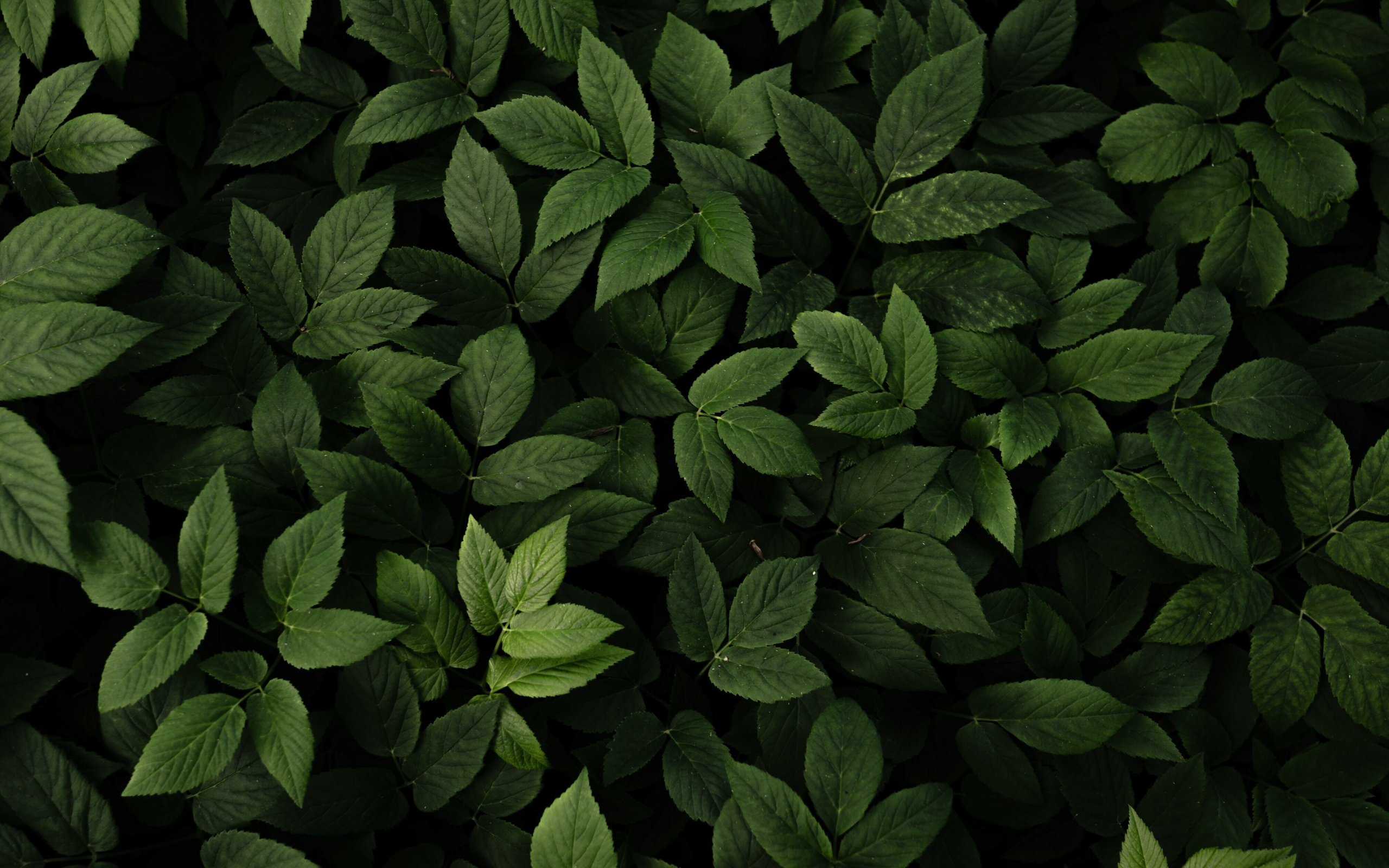 Download wallpaper 2560x1600 green leaves, fresh and green, plants ...