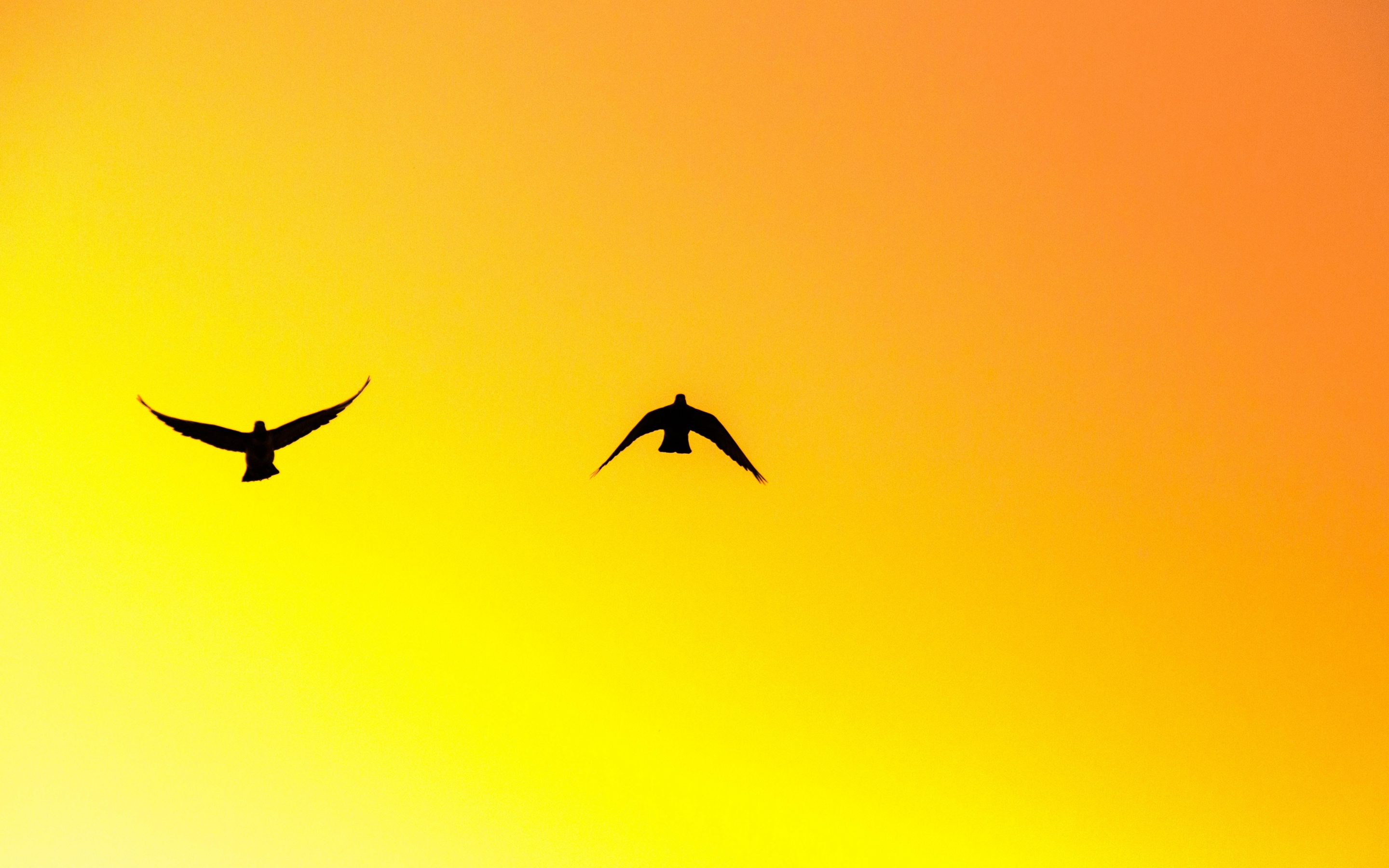 Birds, pair, sky, sunset, silhouette, 2880x1800 wallpaper