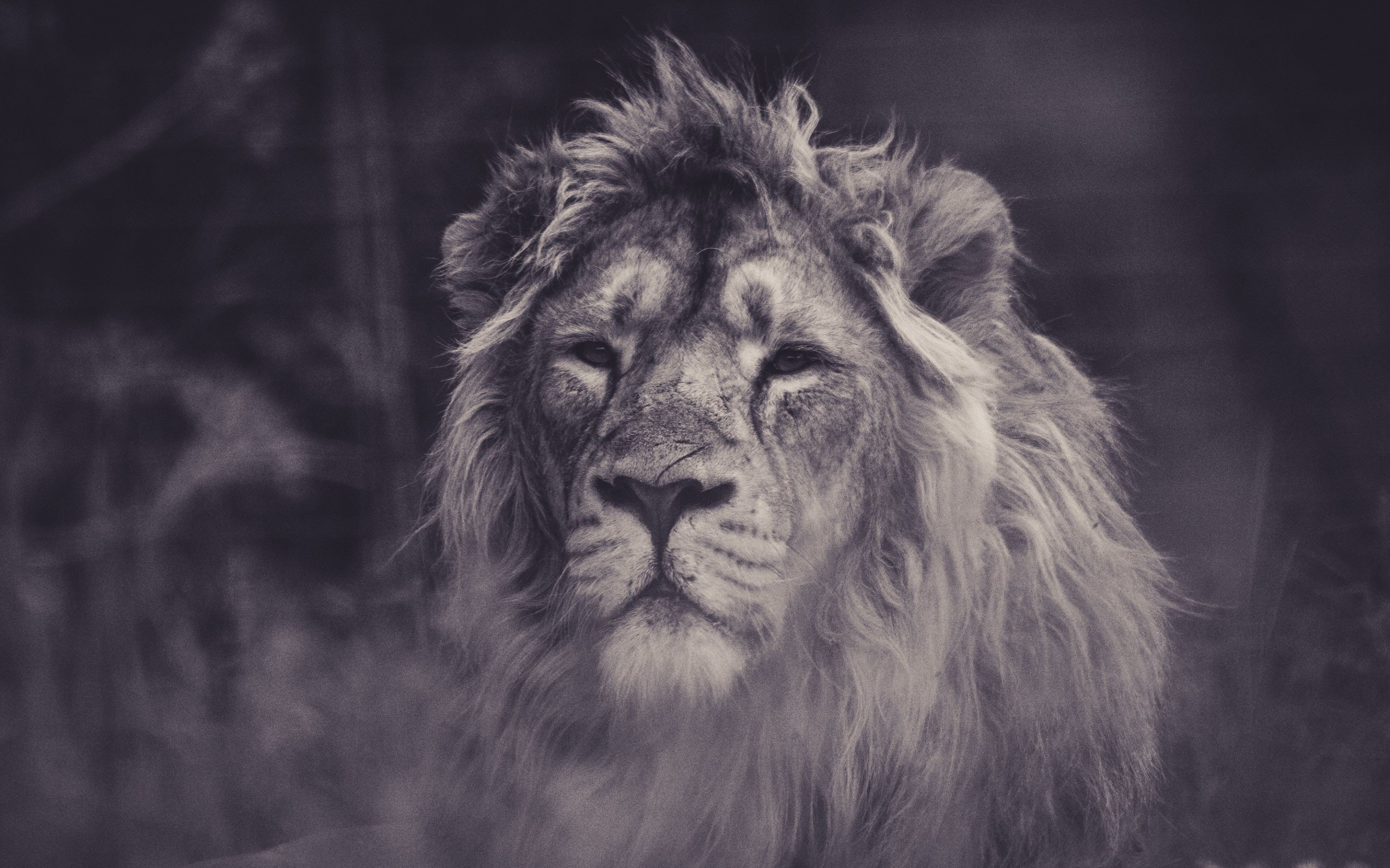 Lion, calm, predator, muzzle, 2880x1800 wallpaper