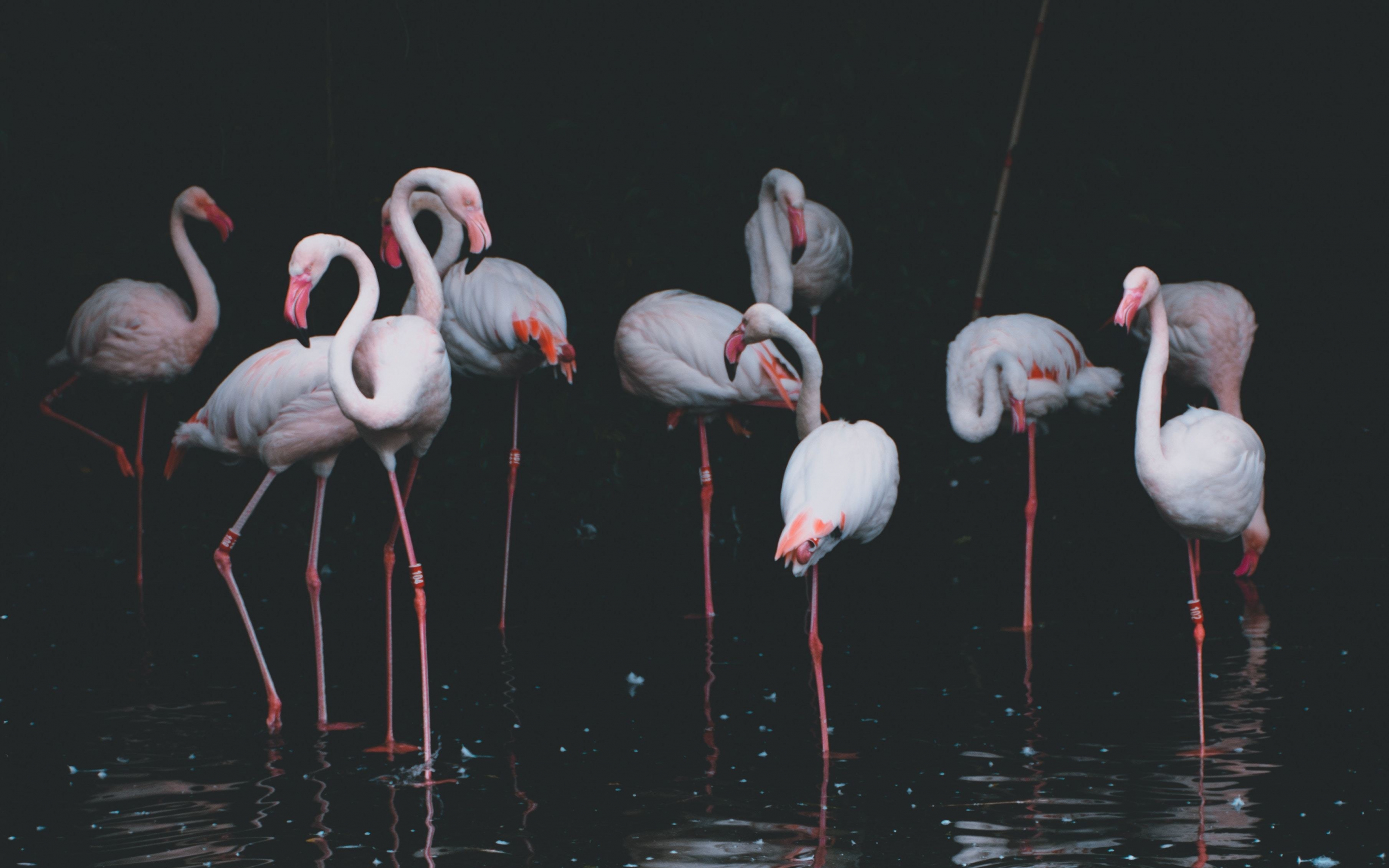 Flamingo, birds, reflections, pond, 2880x1800 wallpaper