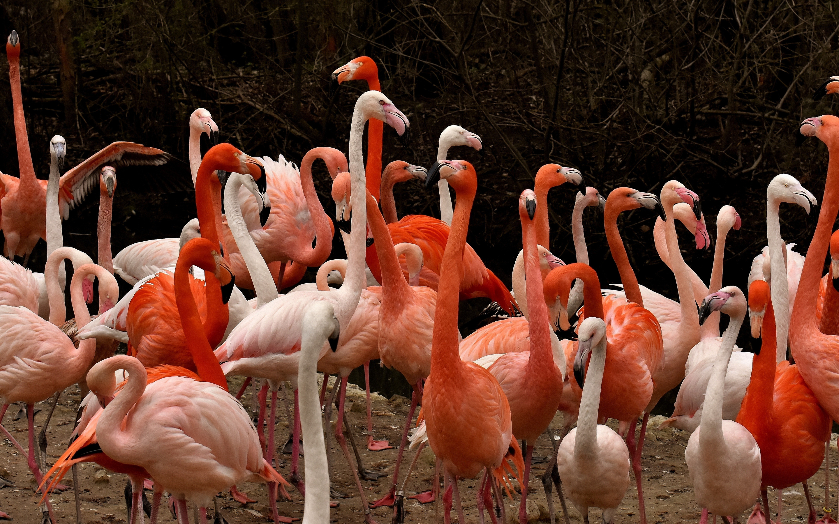 Birds, beautiful, flamingo, 2880x1800 wallpaper