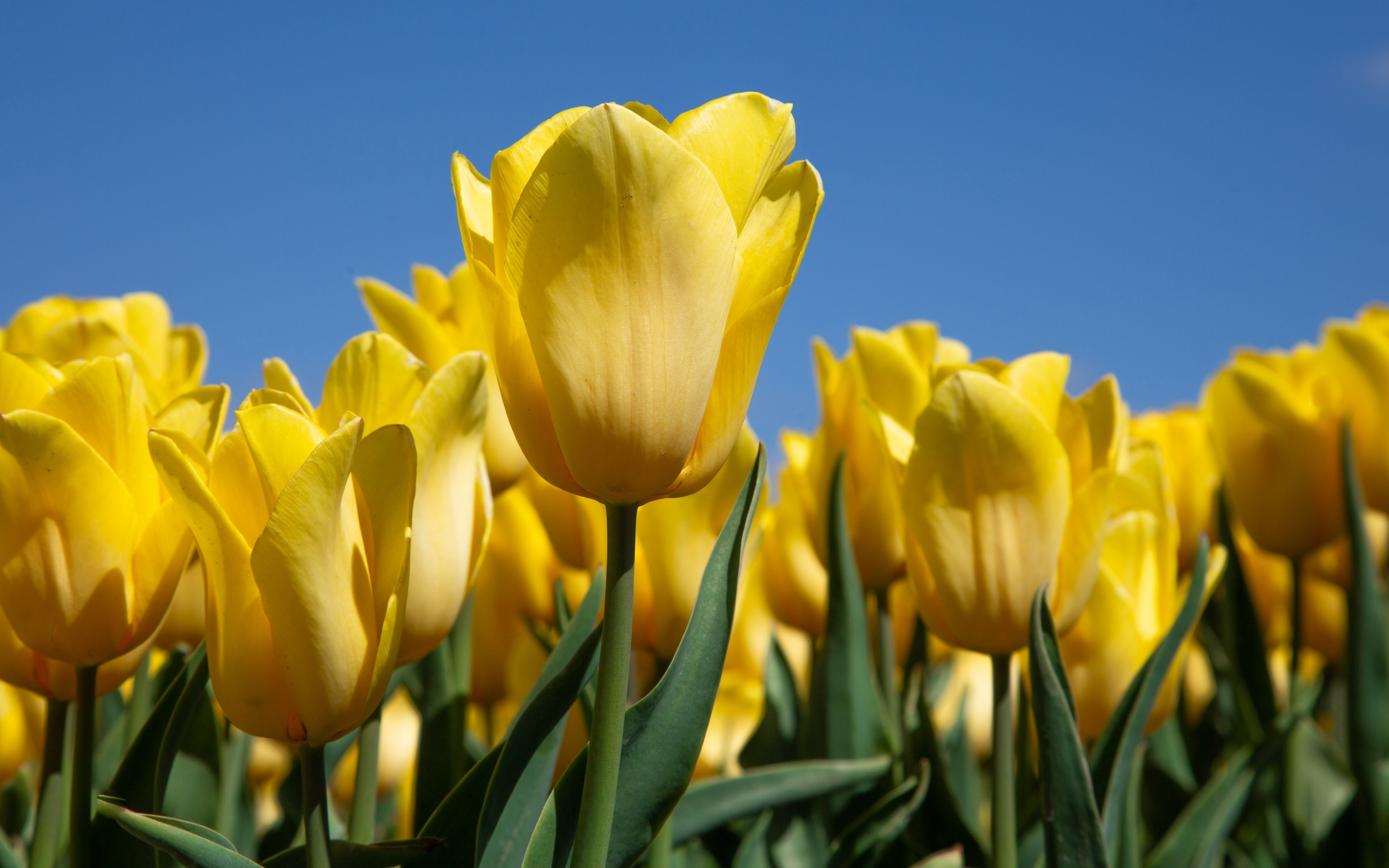 Yellow tulips, bloom, farm, 2880x1800 wallpaper