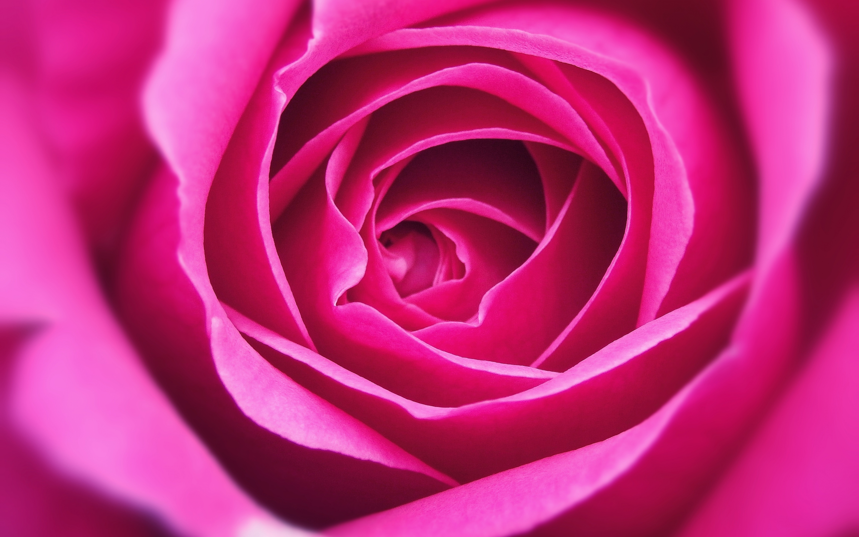 Close up, petal, pink rose, 2880x1800 wallpaper