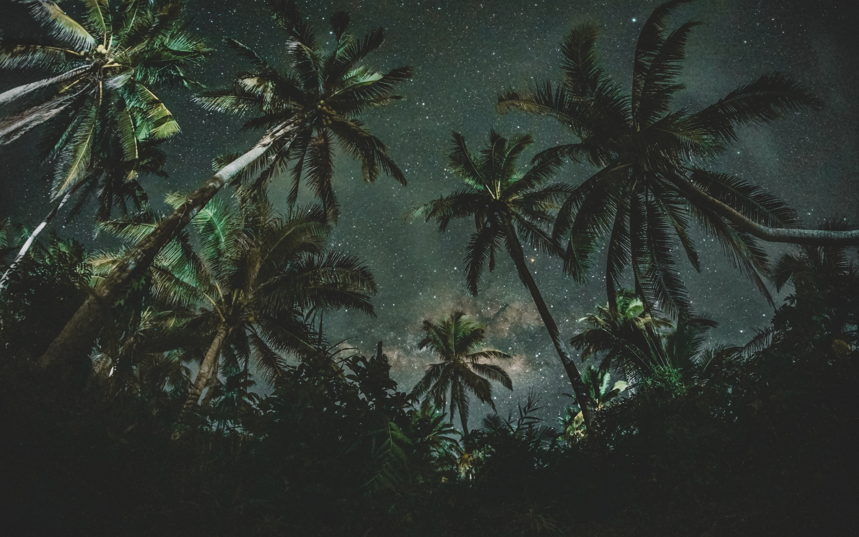 Palm trees, night, starry night, nature, 2880x1800 wallpaper