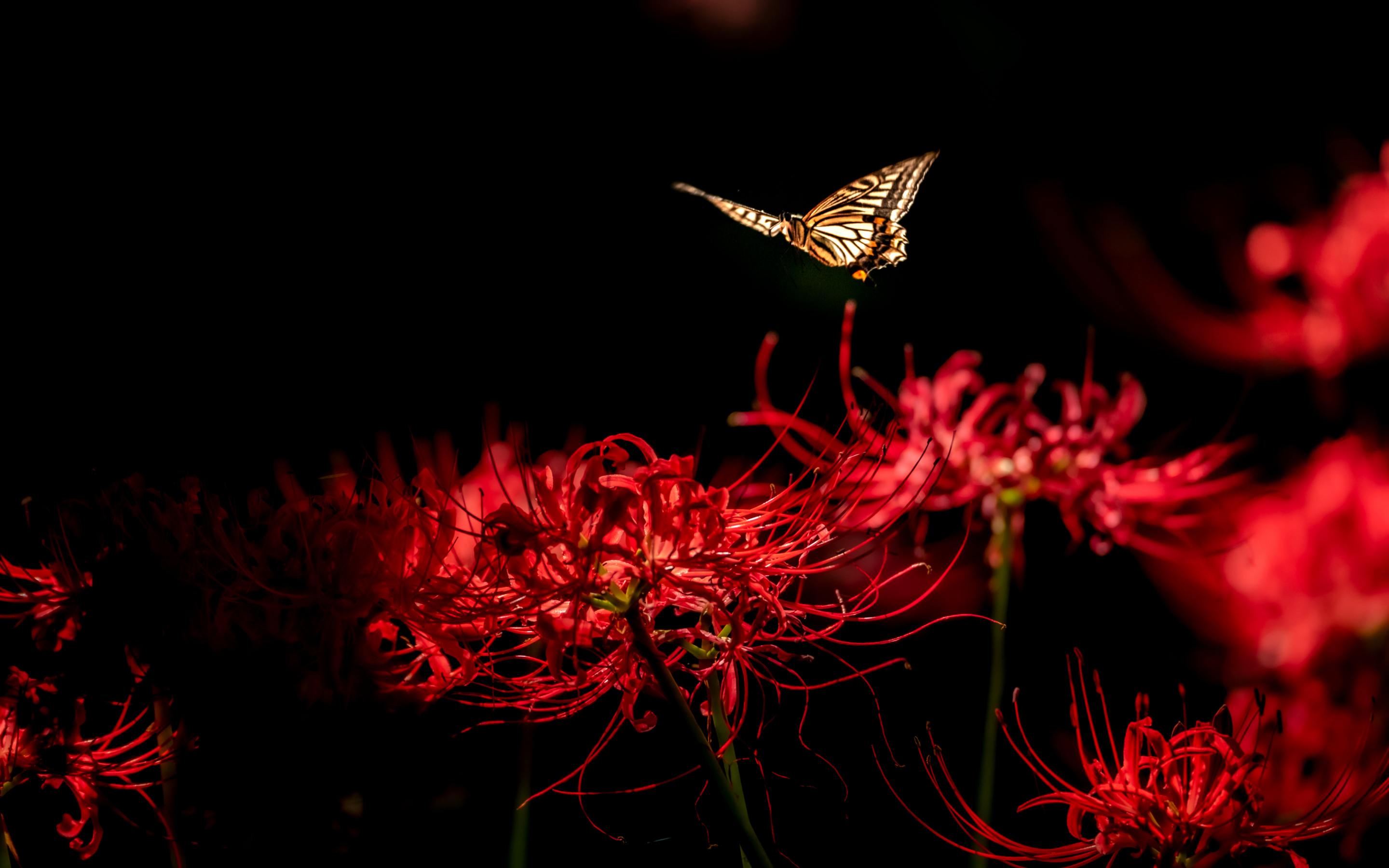 Close up, butterfly, red flowers, blossom, 2880x1800 wallpaper
