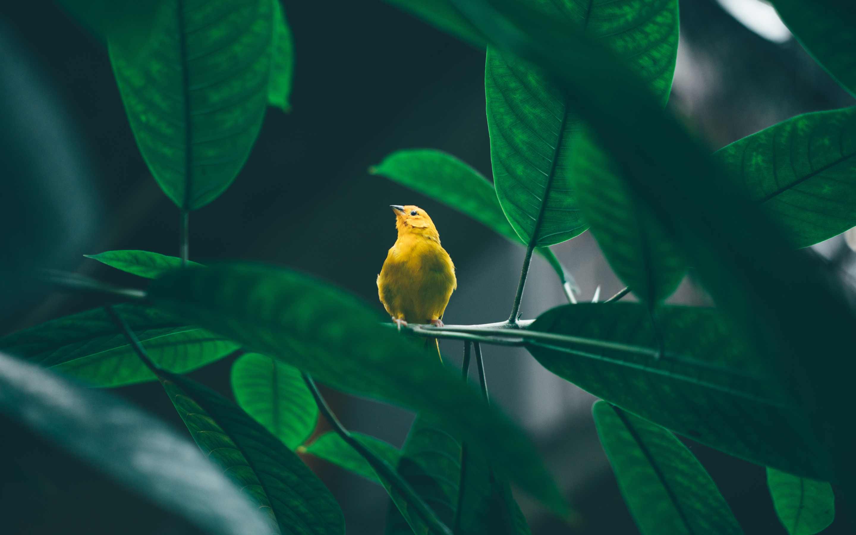 Small, cute, yellow bird, tree branch, 2880x1800 wallpaper
