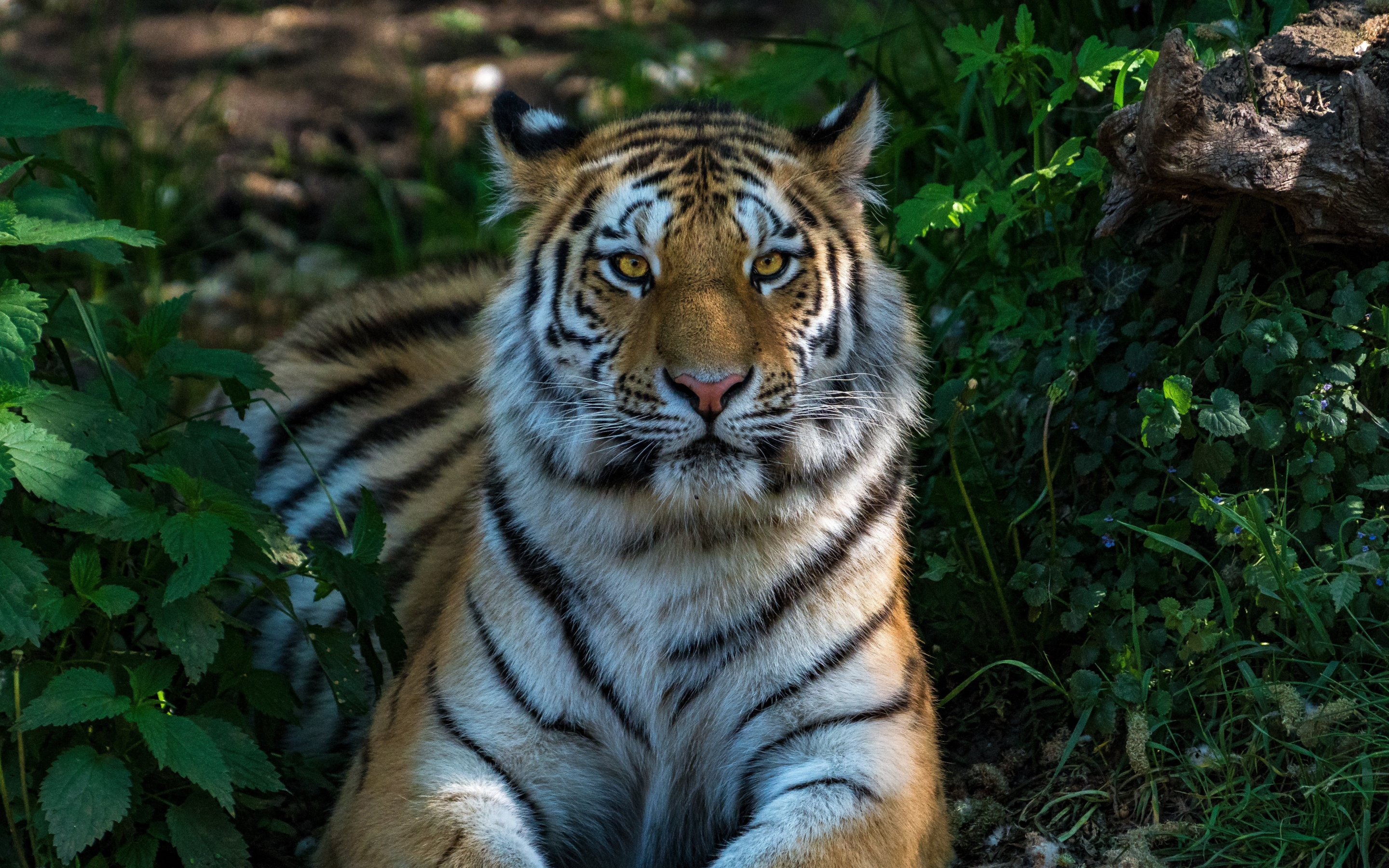 Wild cat, calm, sit, tiger, animal, 2880x1800 wallpaper