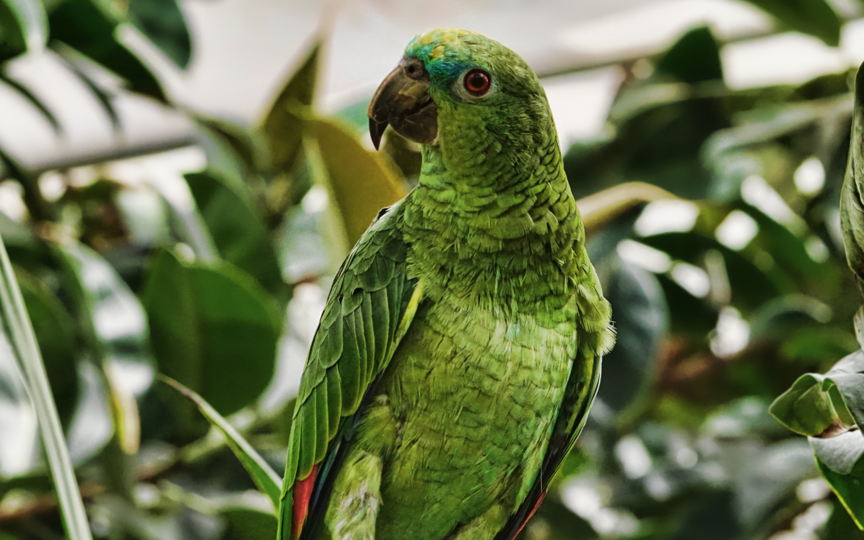 Parrot, bird, green, adorable, 2880x1800 wallpaper