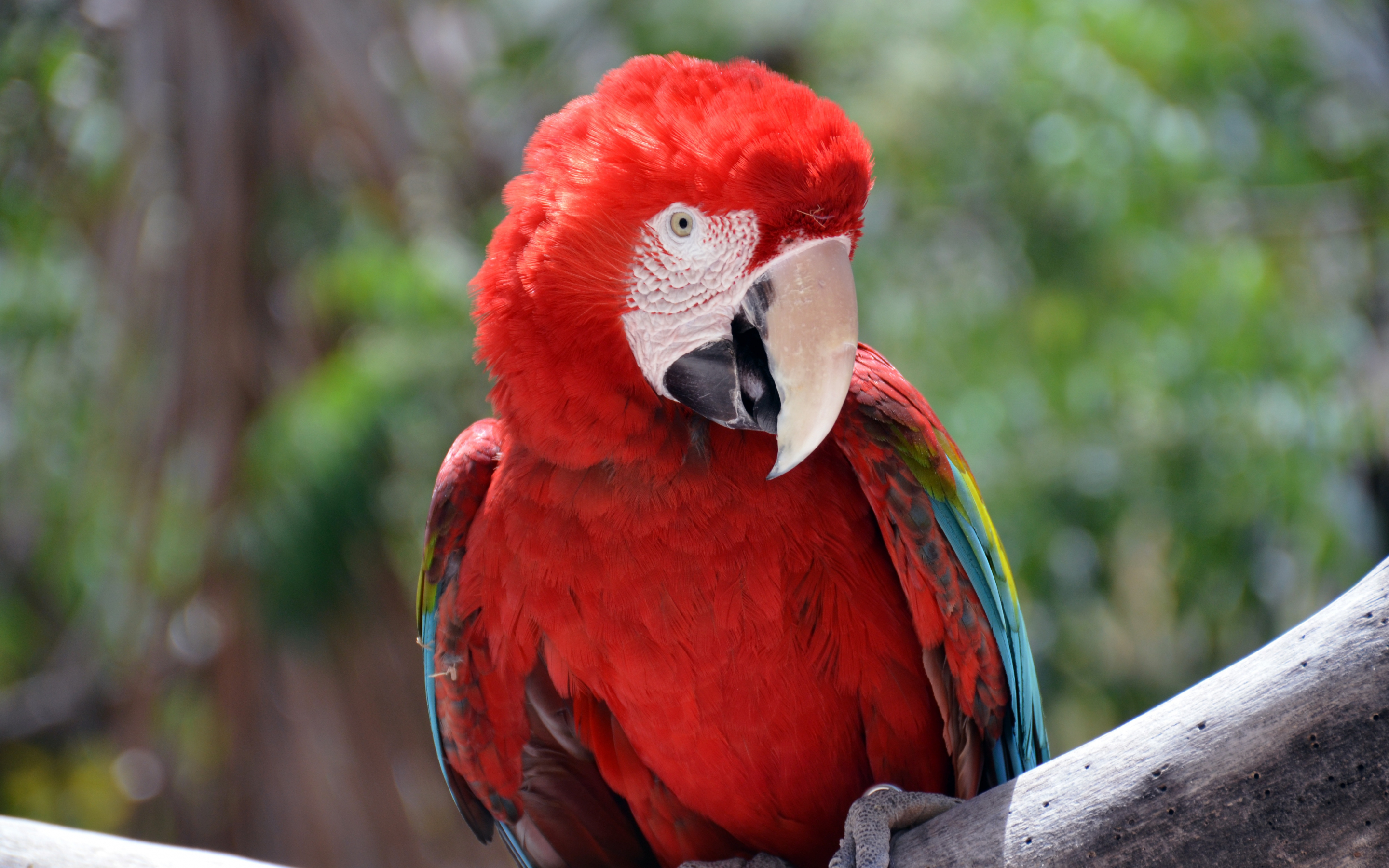 Red parrot, macaw, bird, 2880x1800 wallpaper