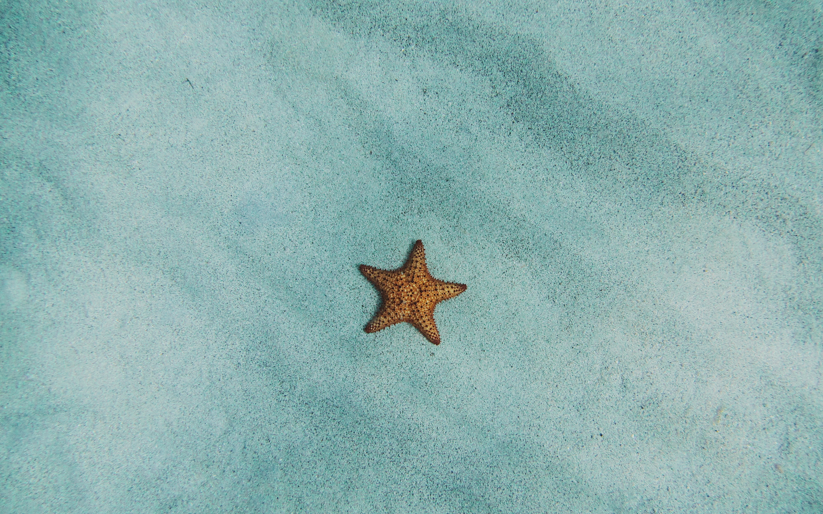 Starfish, surface, sand, minimal, fish, 2880x1800 wallpaper
