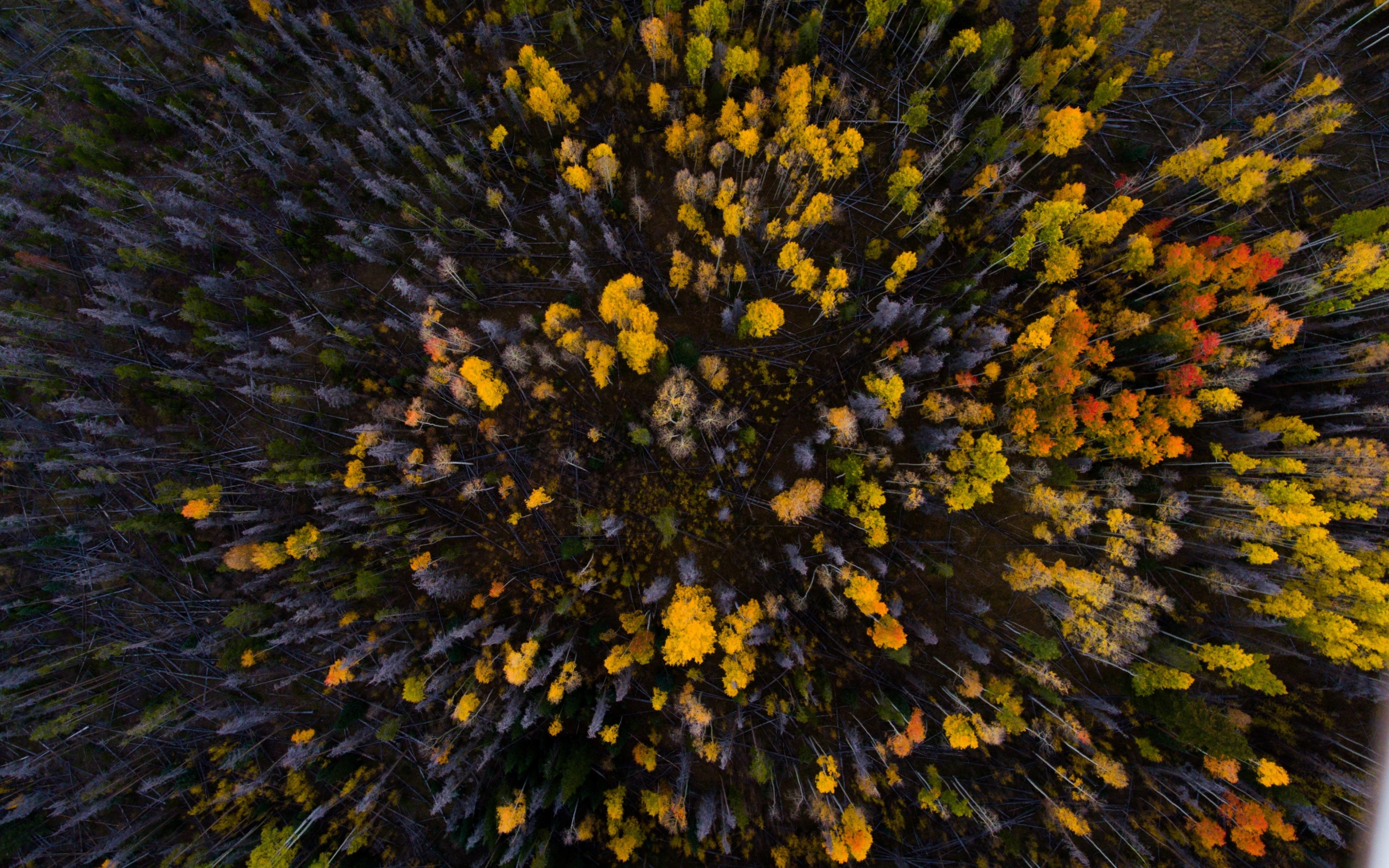 Aerial view, forest, autumn, nature, trees, 2880x1800 wallpaper