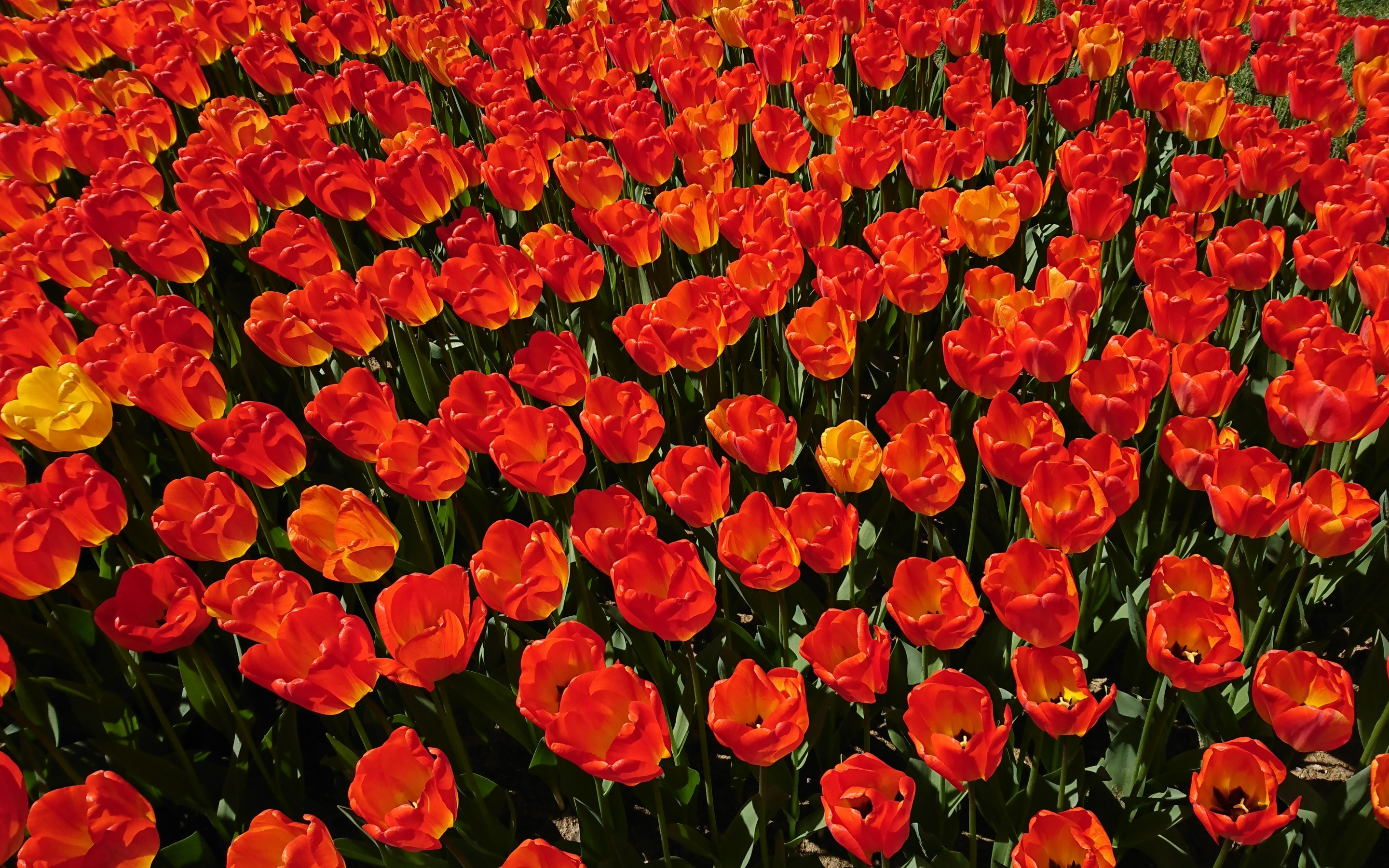 Tulips farm, red, orange, plants, 2880x1800 wallpaper