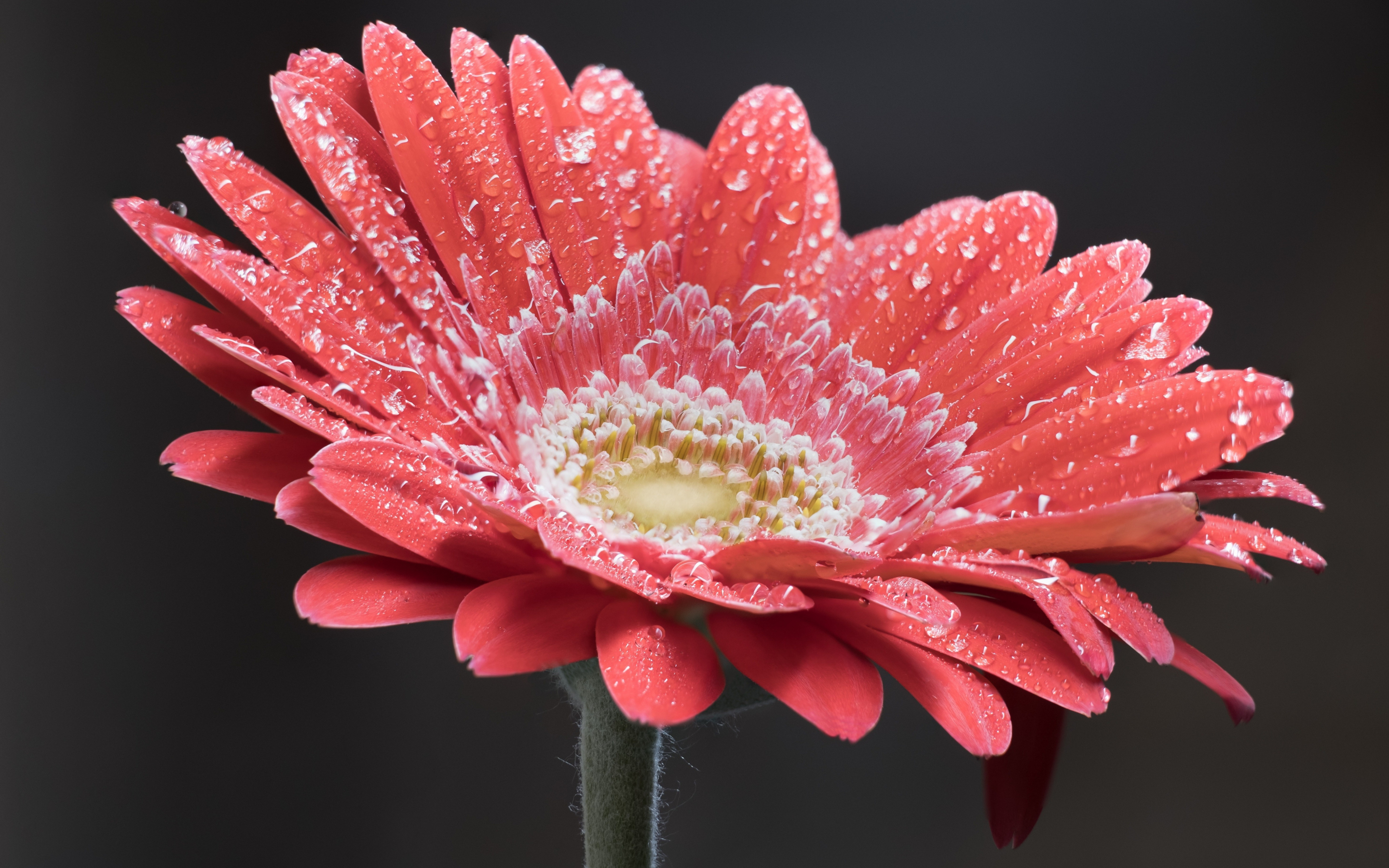 Daisy, flower, water drops, close up, 2880x1800 wallpaper