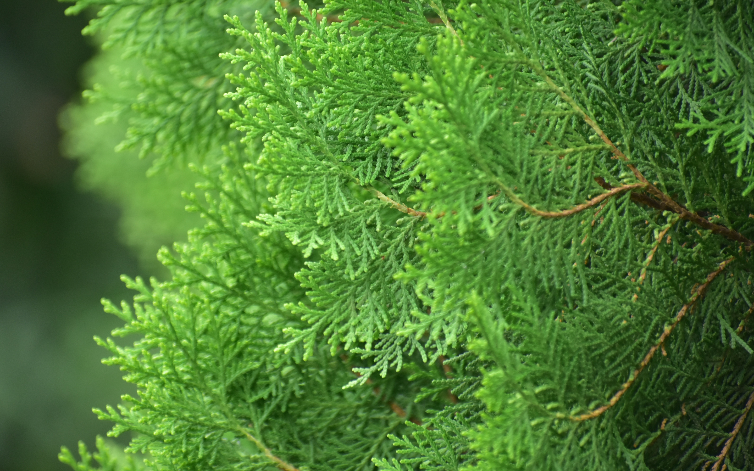 Pine tree, branches, close up, spring, 2880x1800 wallpaper