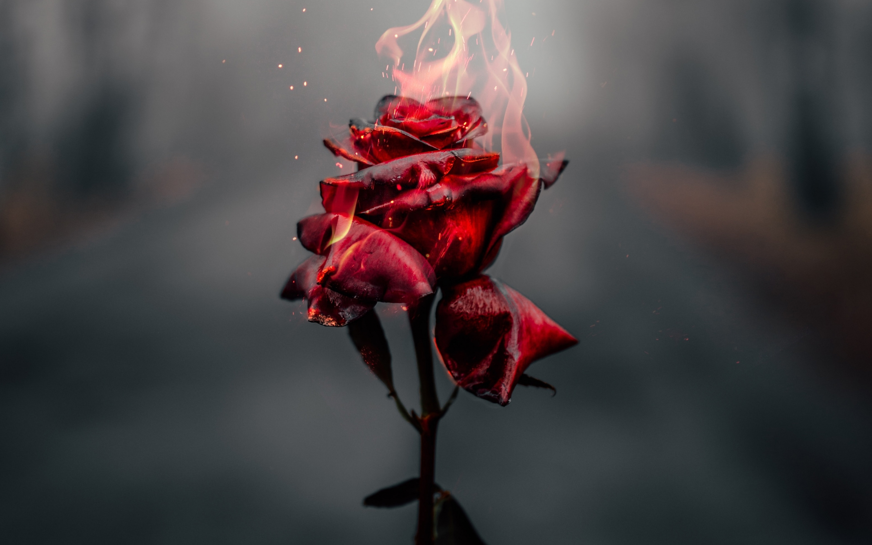 Burning Rose, red, 2880x1800 wallpaper
