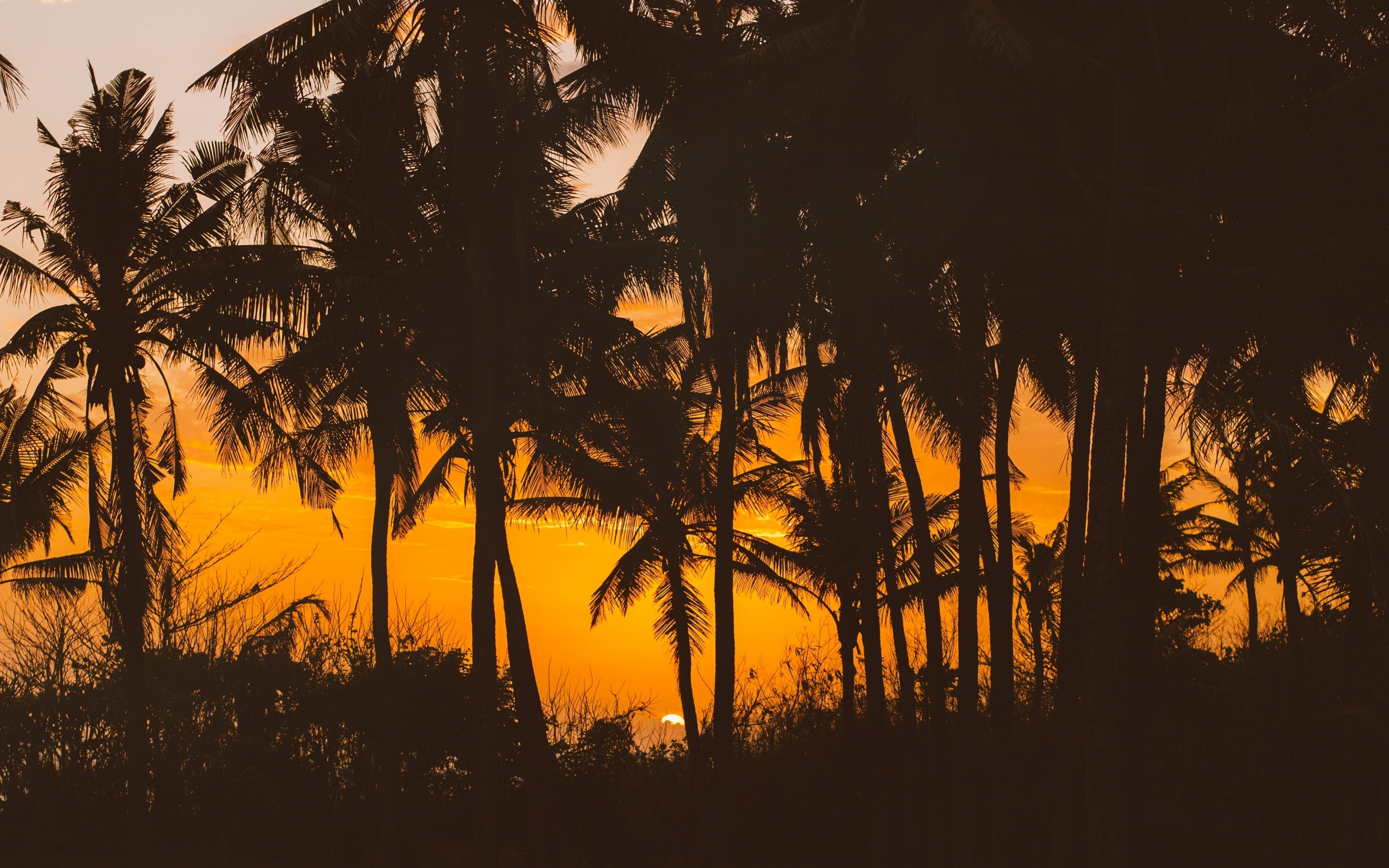 Silhouettes, palm trees, 2880x1800 wallpaper