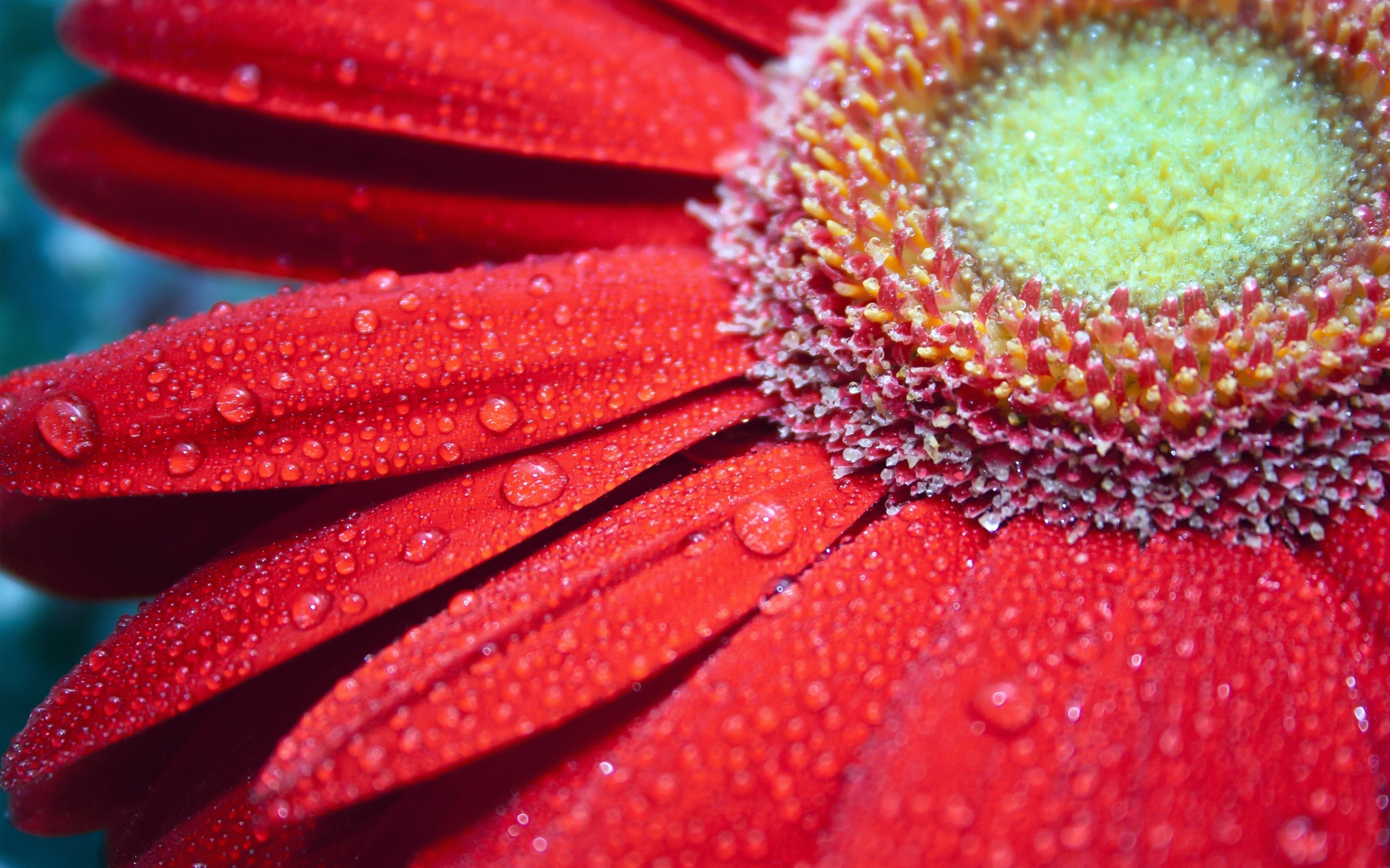 Red flower, gerbera, close up, 2880x1800 wallpaper